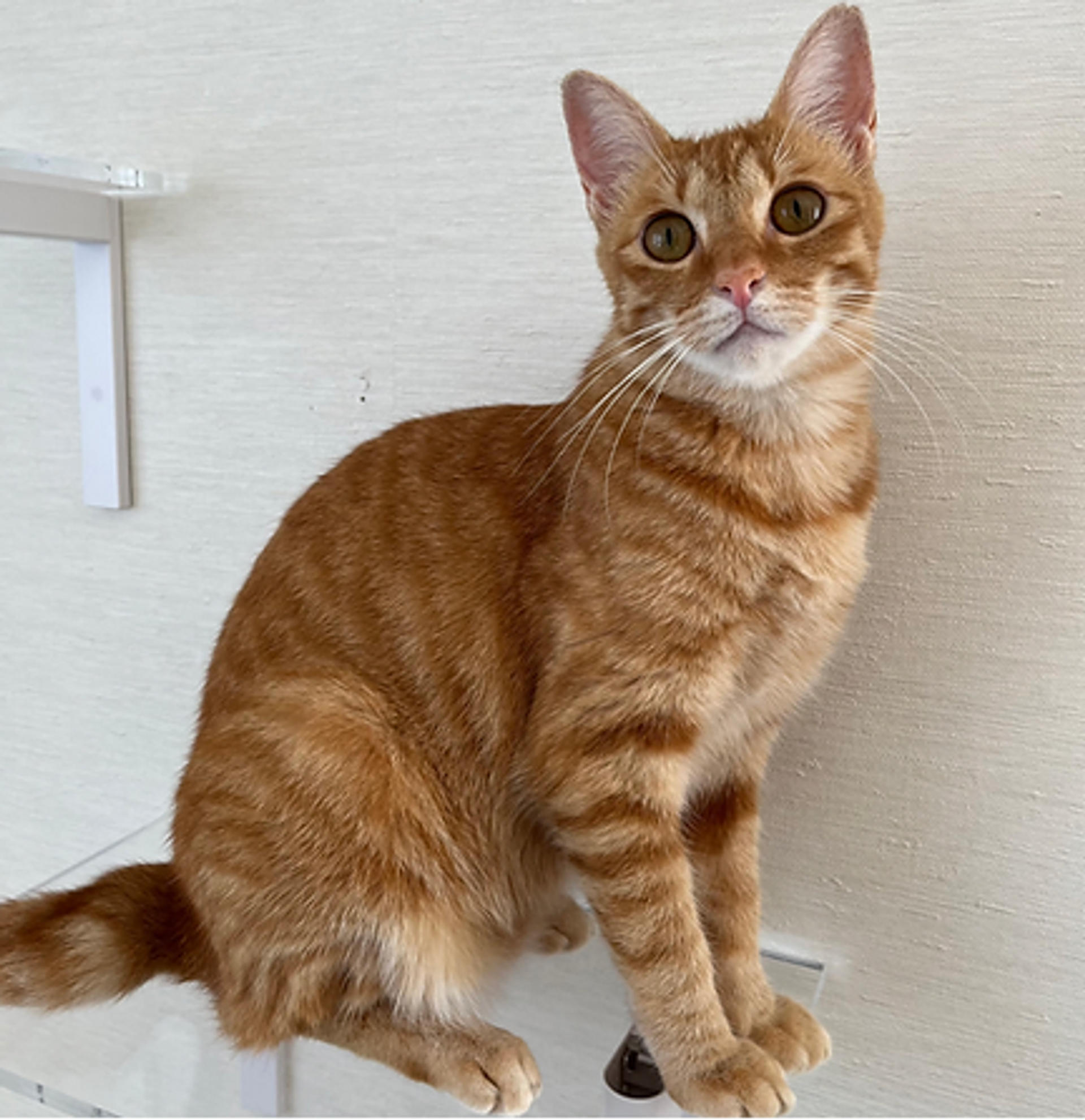 pet-image-8