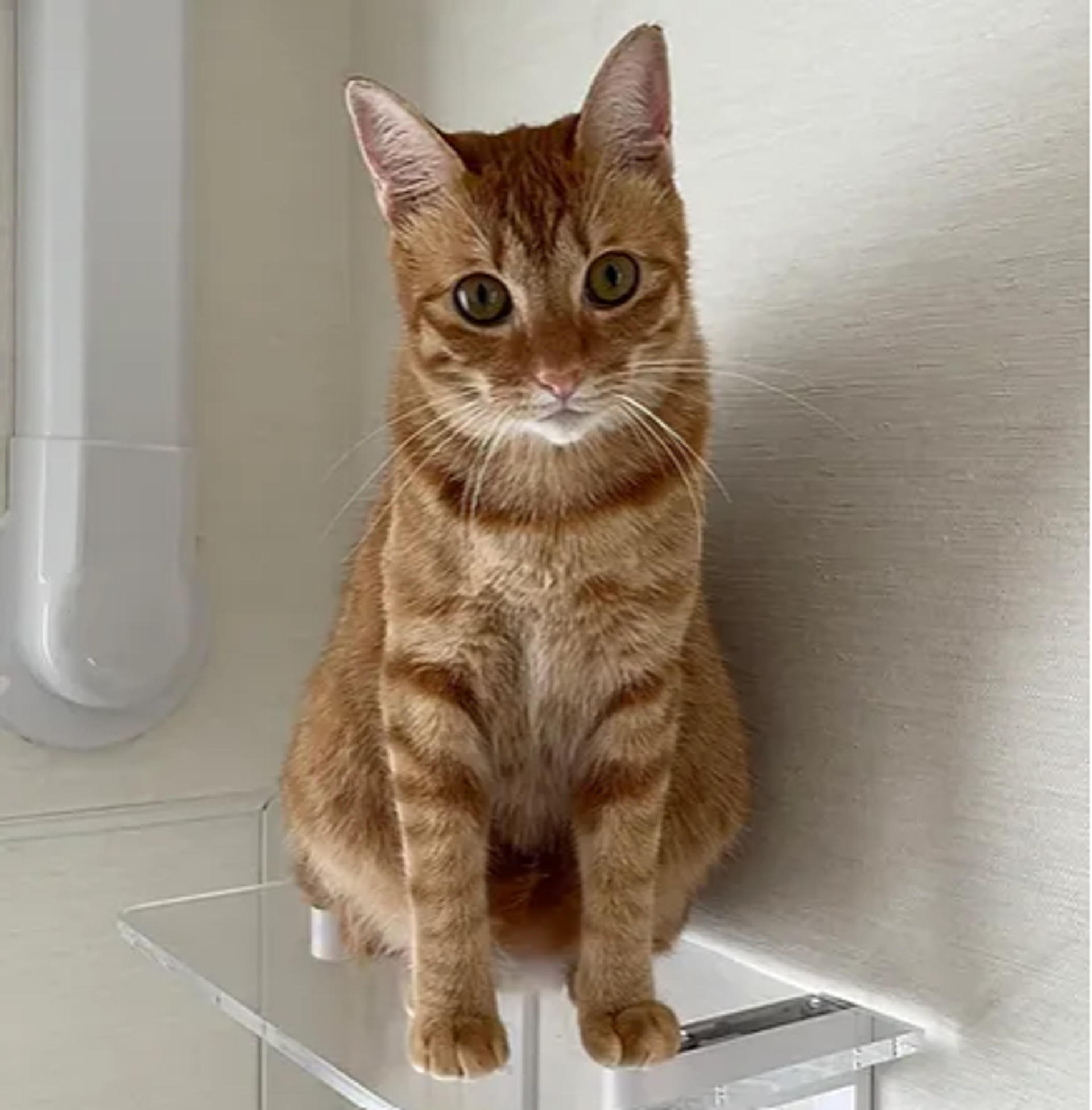pet-image-10
