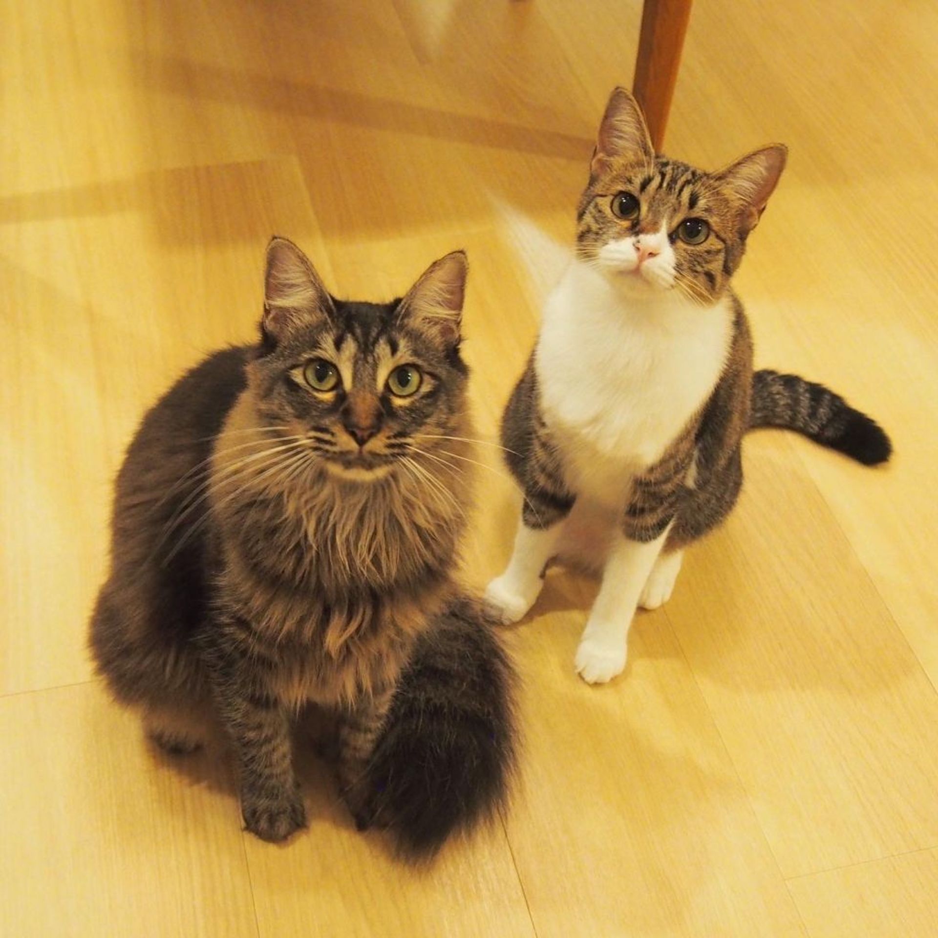 雑種（ミックス猫）・メスの里親募集の写真