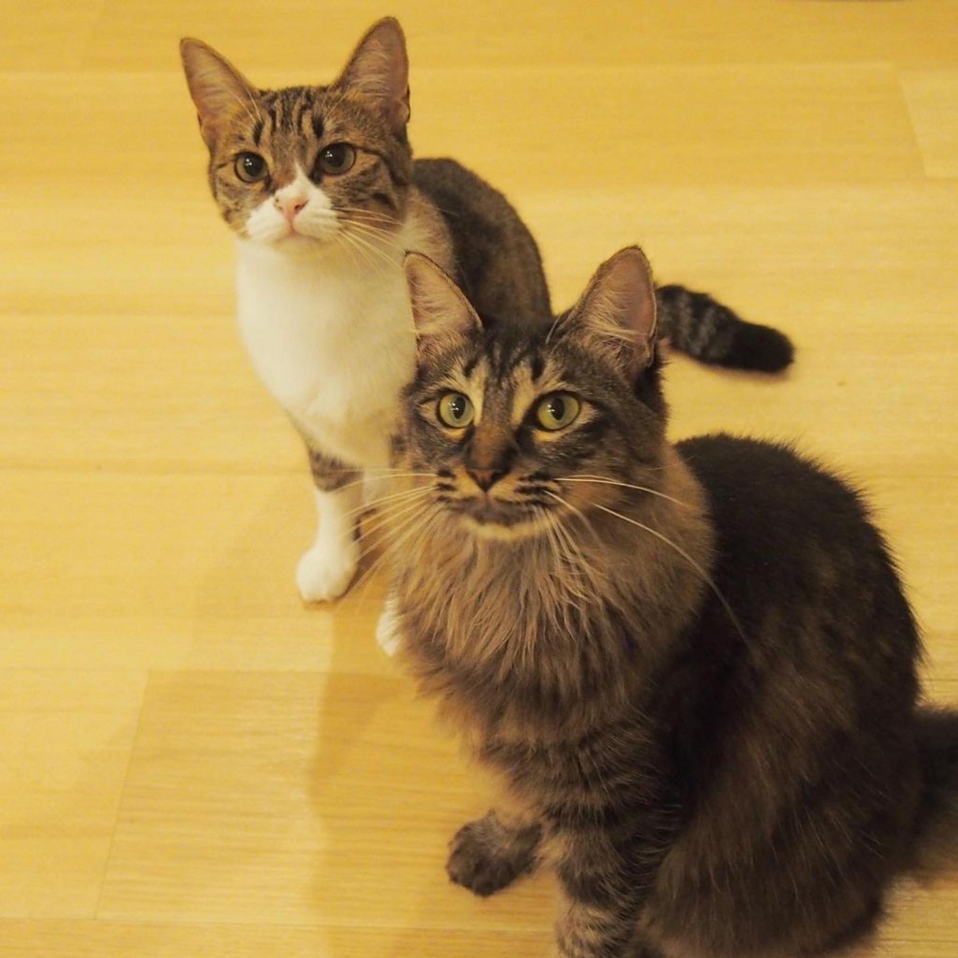 pet-image-2