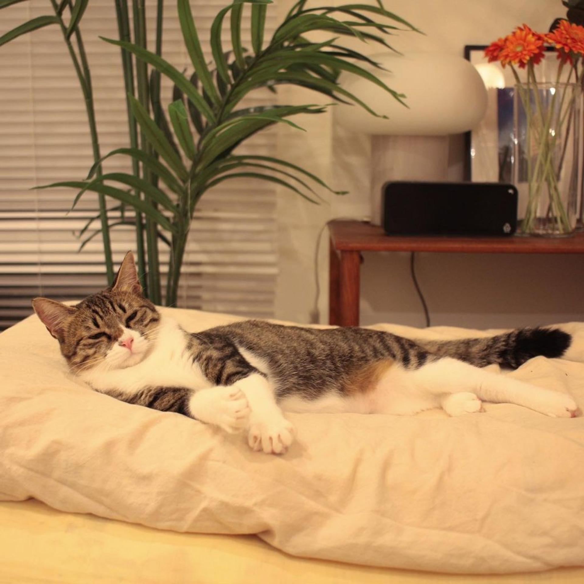 pet-image-6