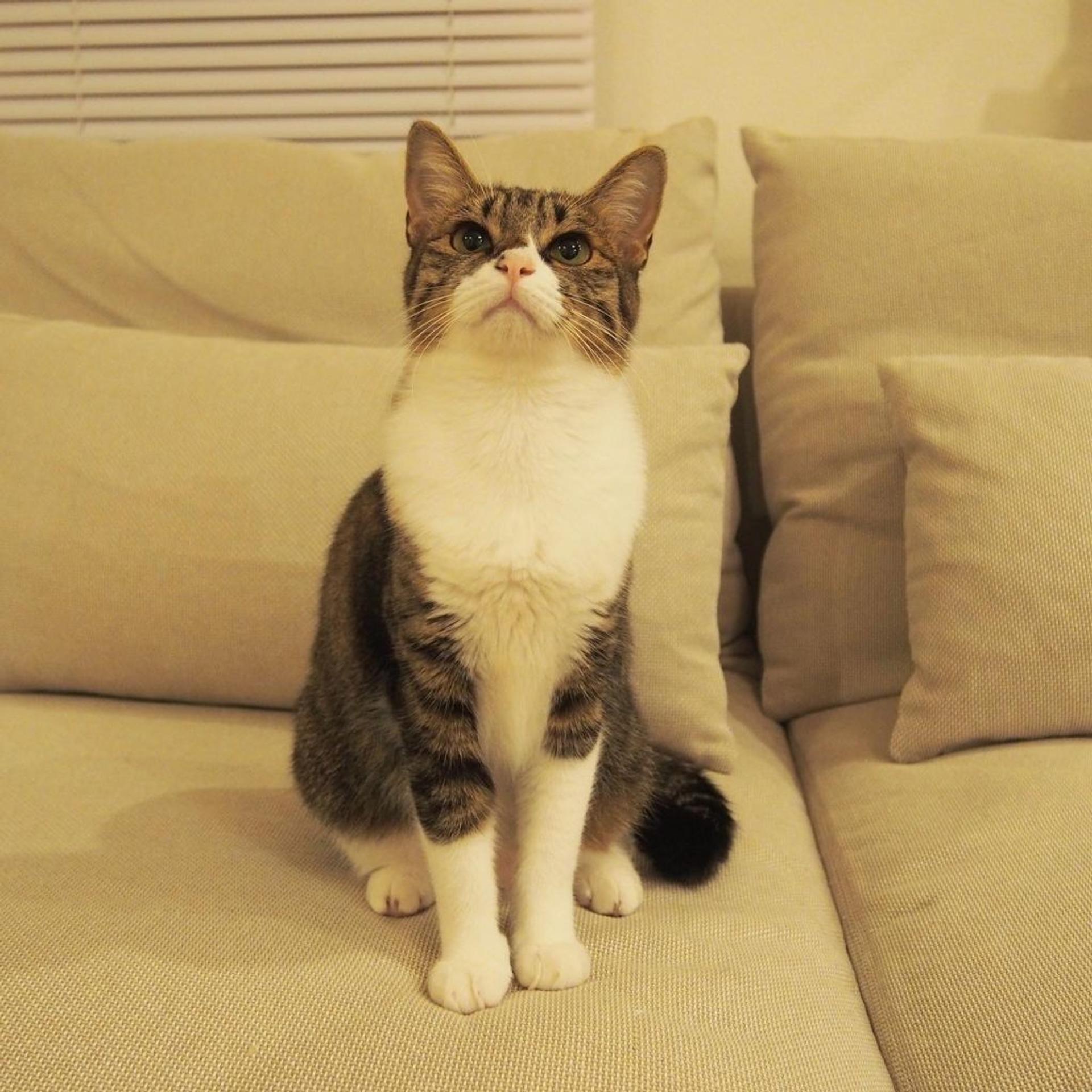 pet-image-7