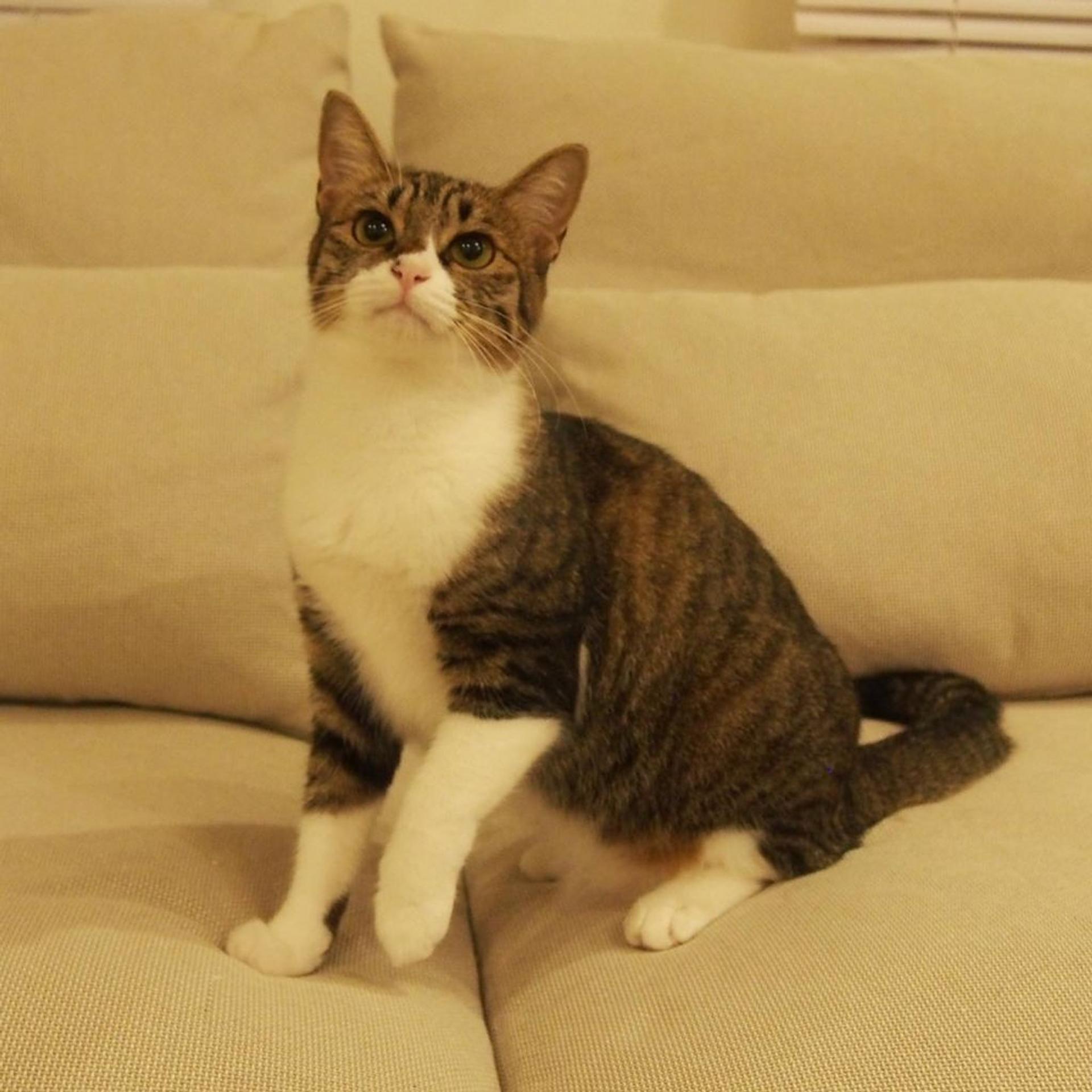 pet-image-9