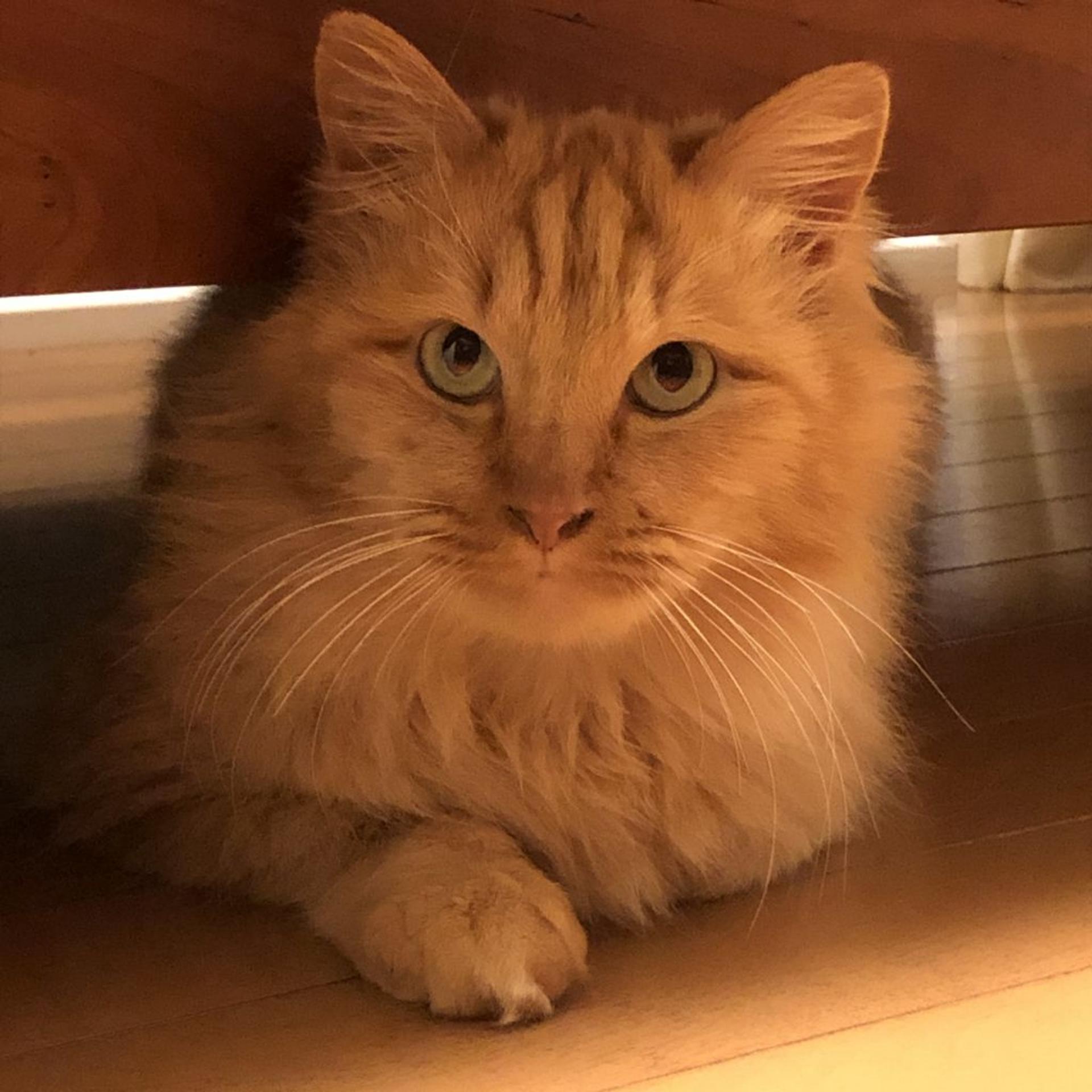 pet-image-5