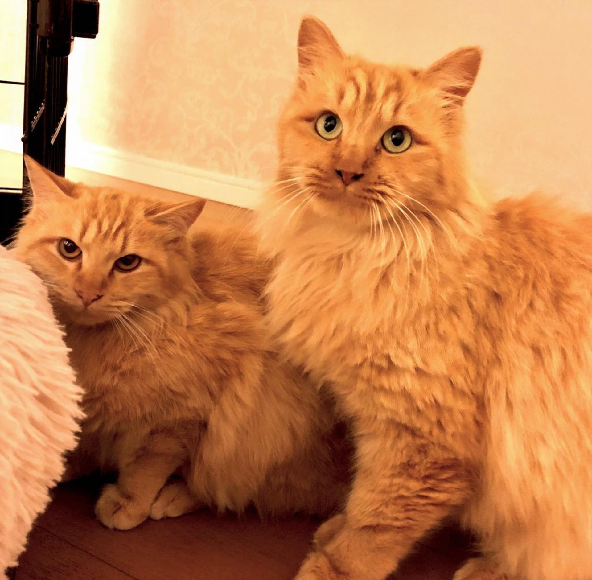 pet-image-6