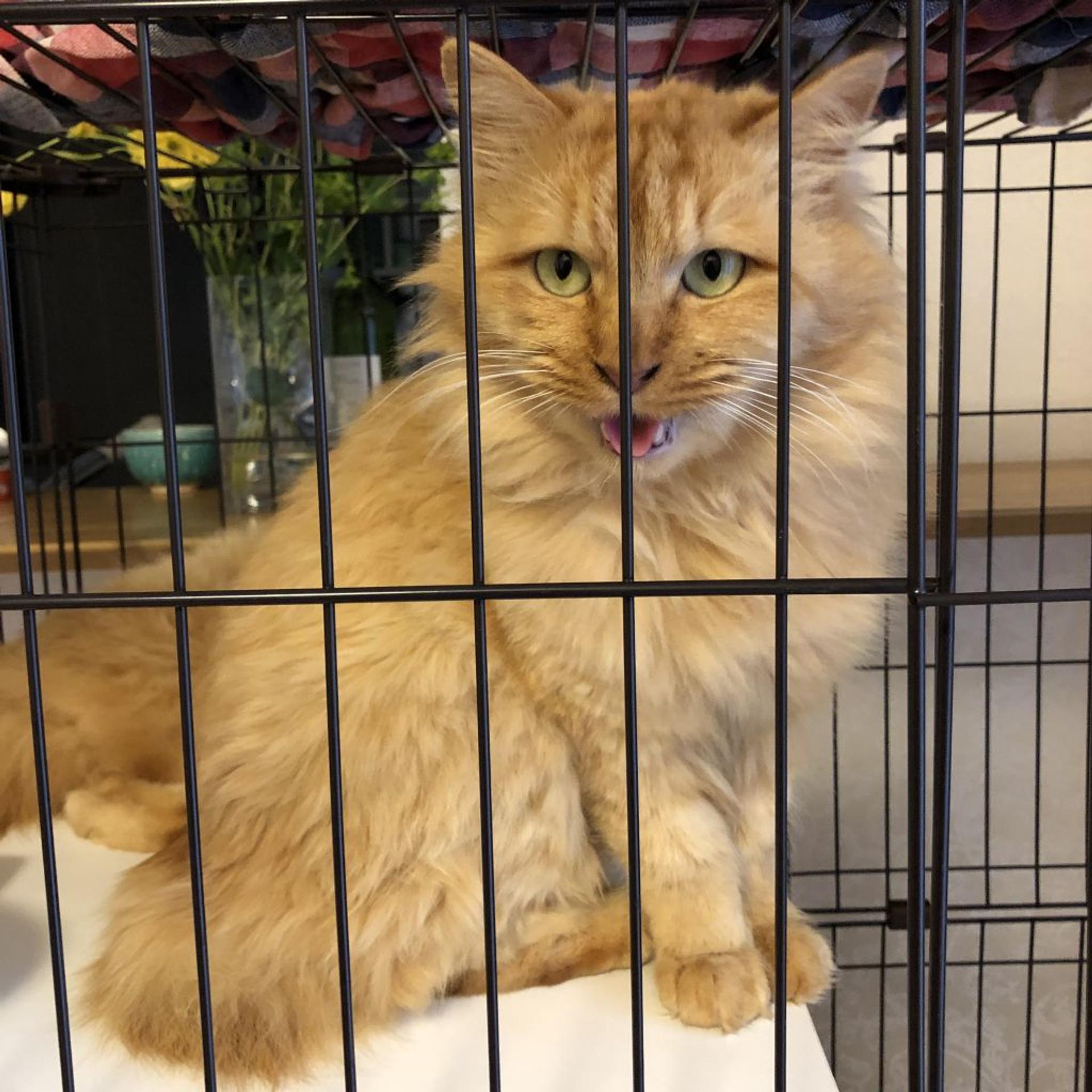 pet-image-9
