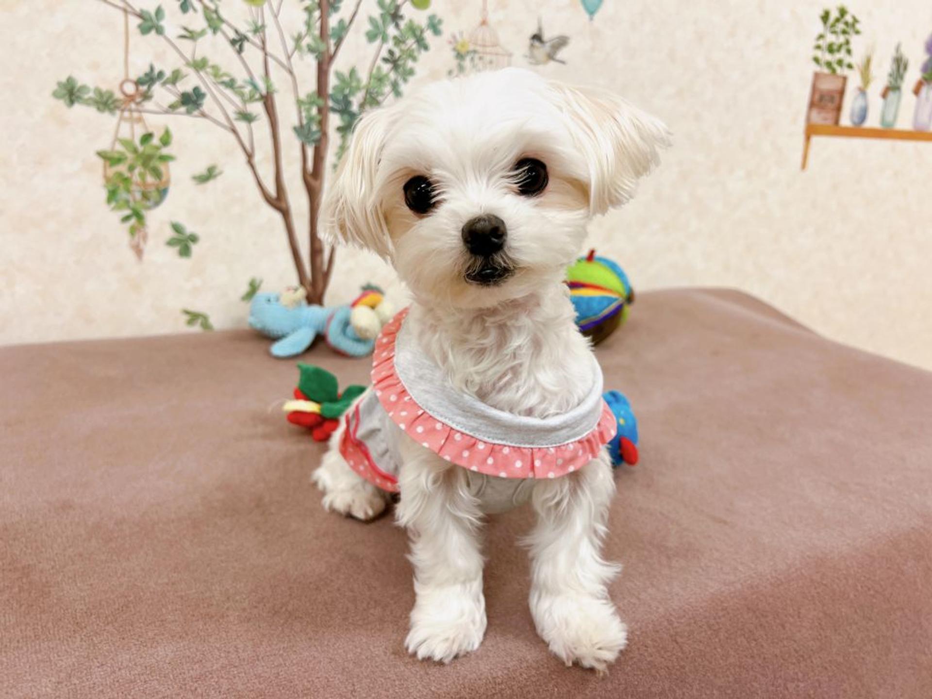 pet-image-3