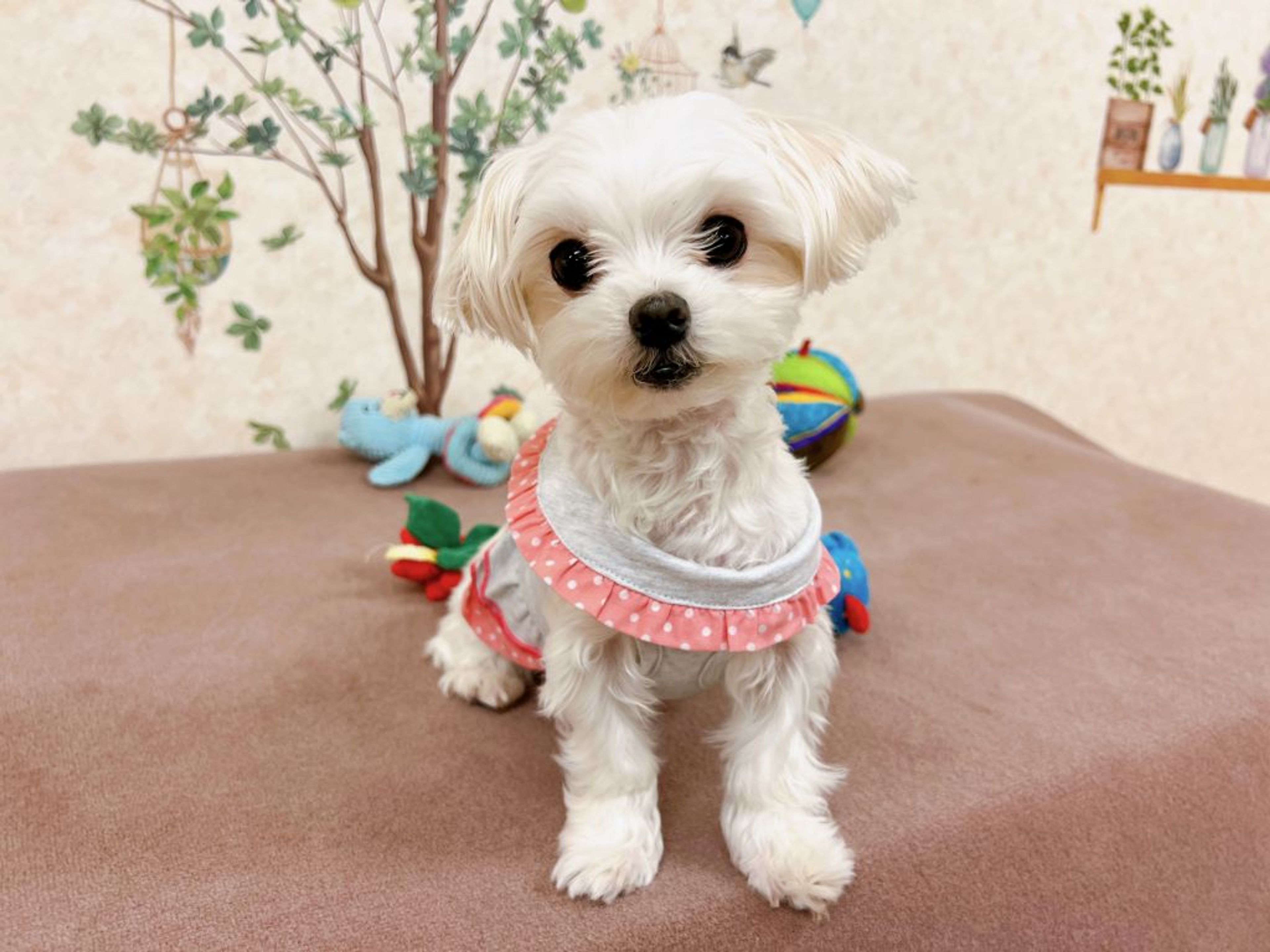 pet-image-3