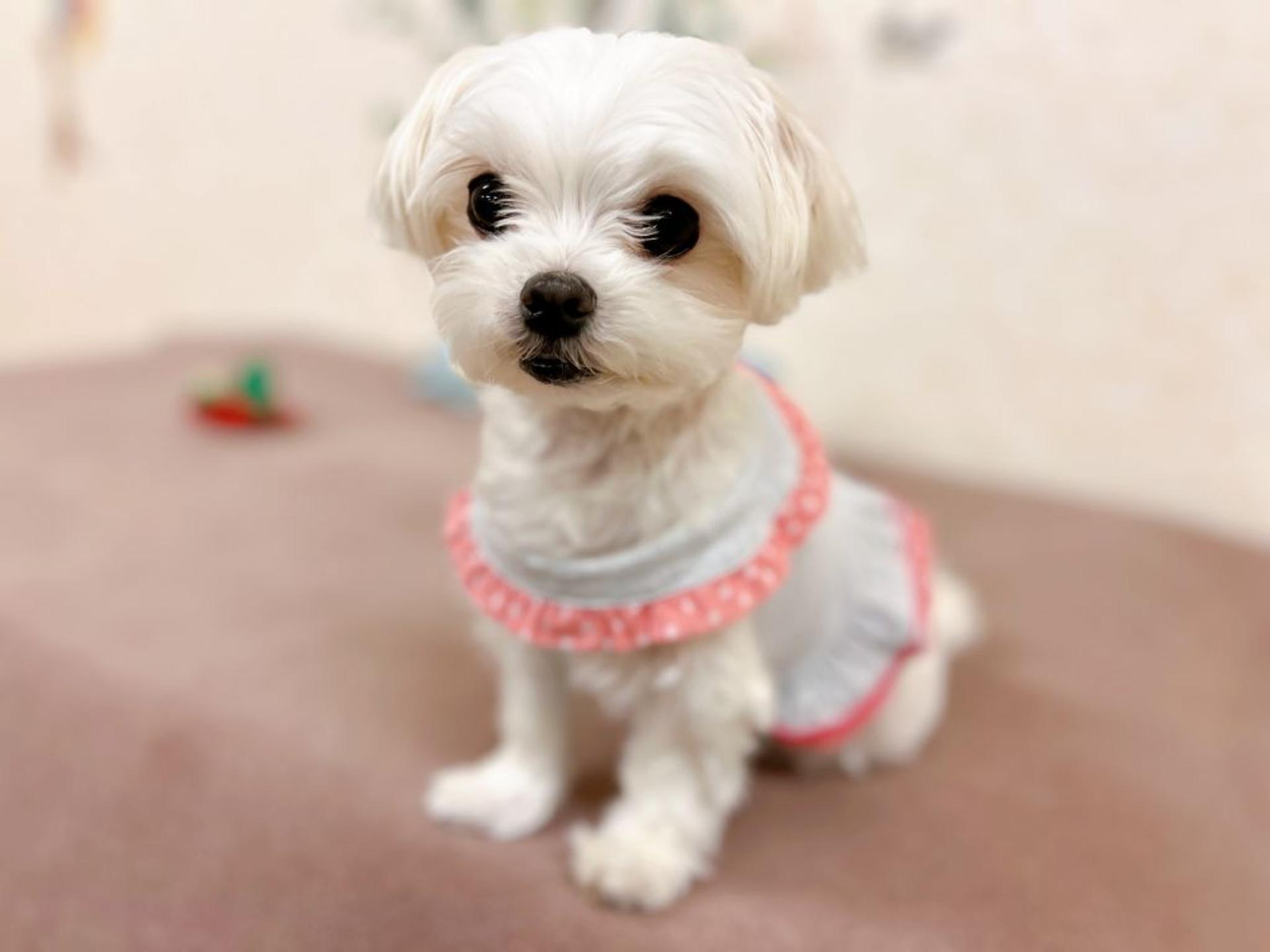 pet-image-4