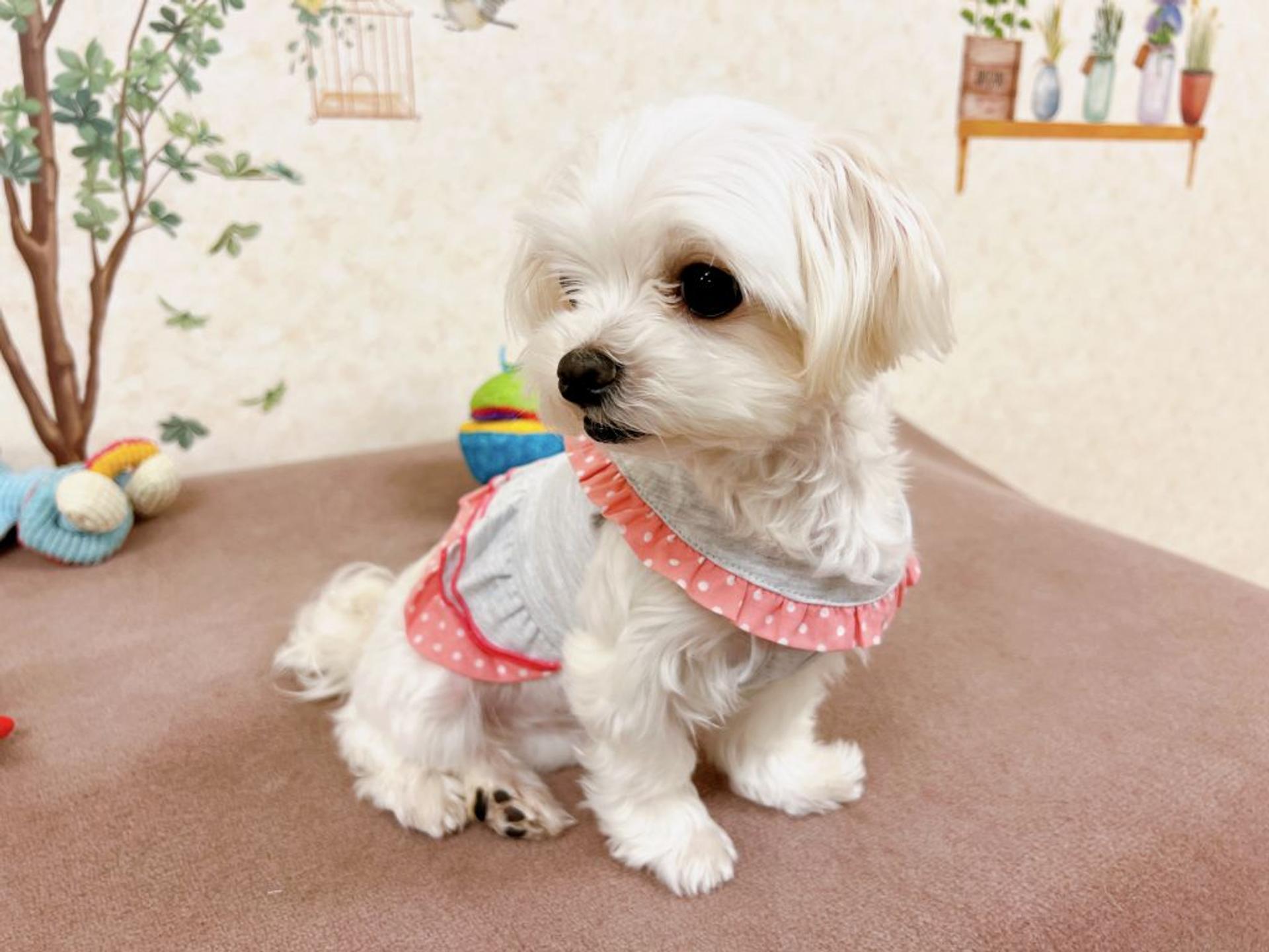 pet-image-5
