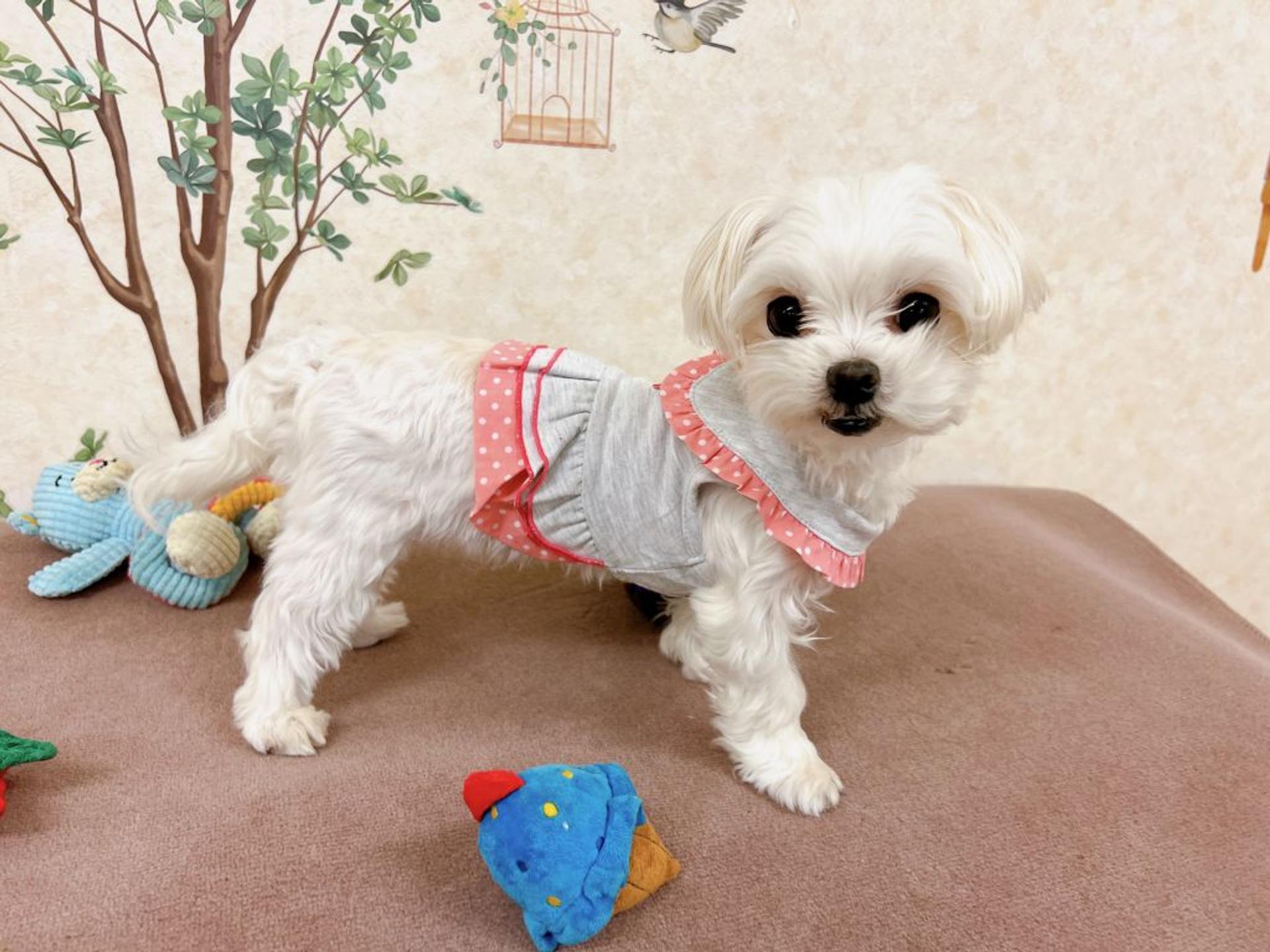 pet-image-6