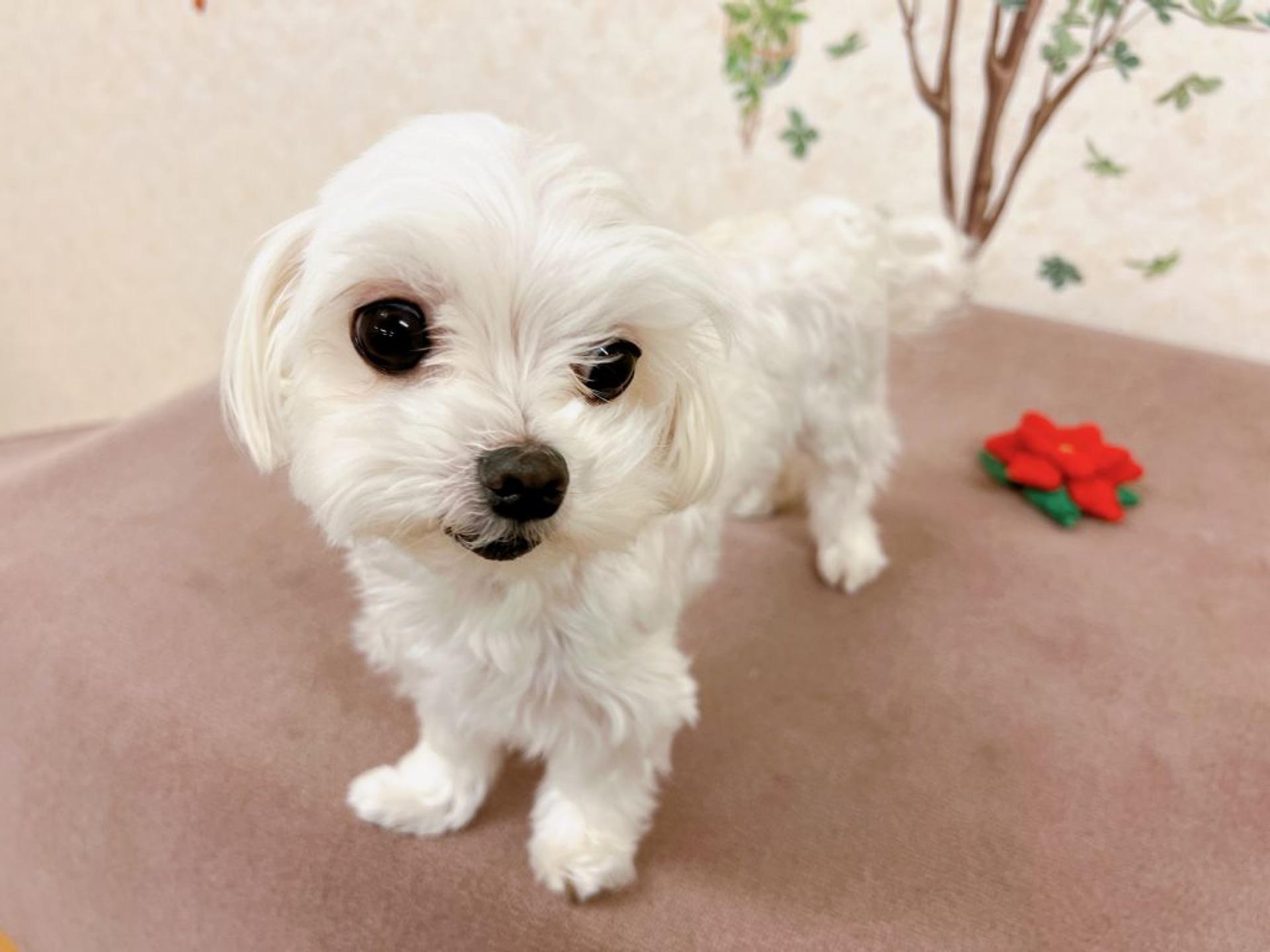 pet-image-10