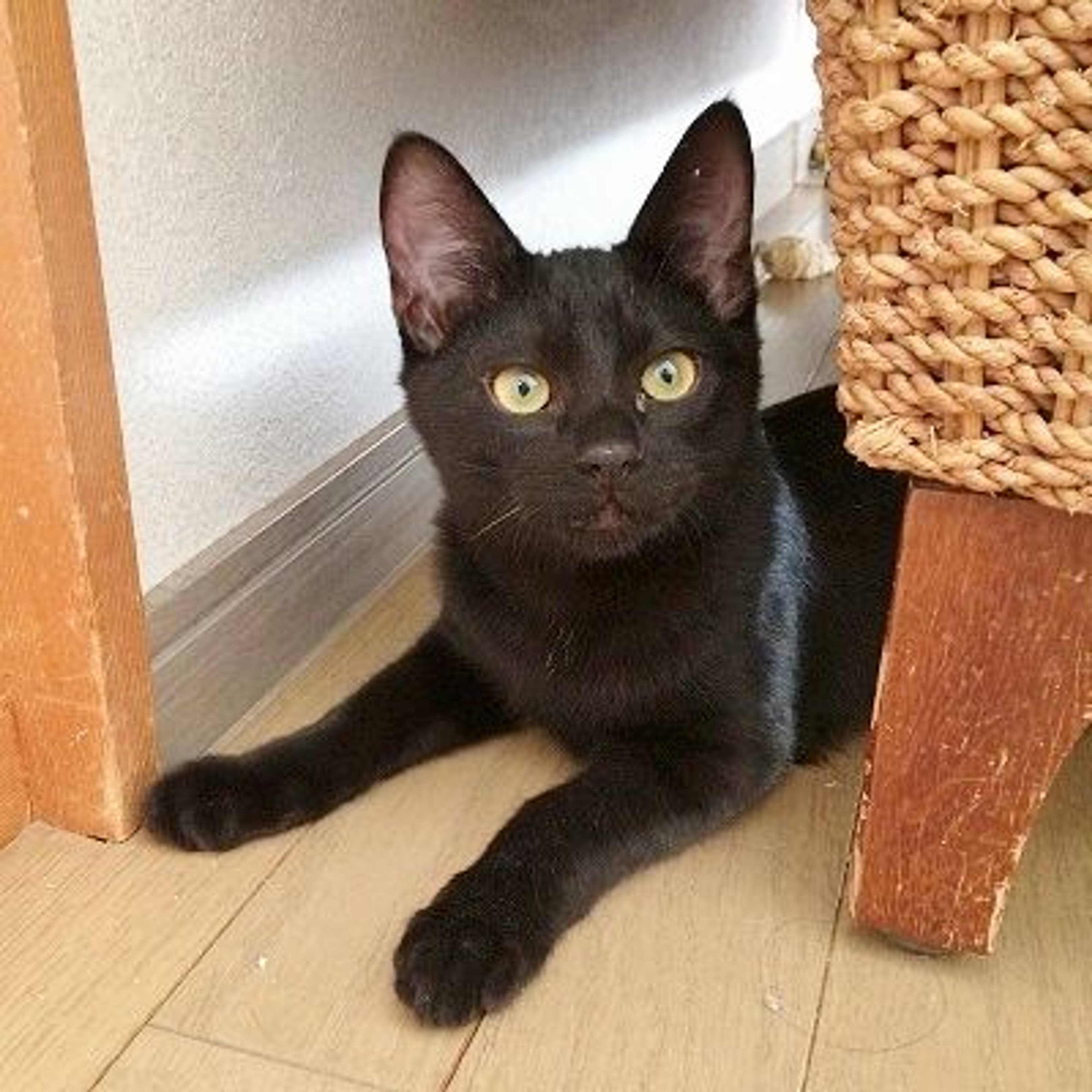 雑種（ミックス猫）・オスの里親募集の写真