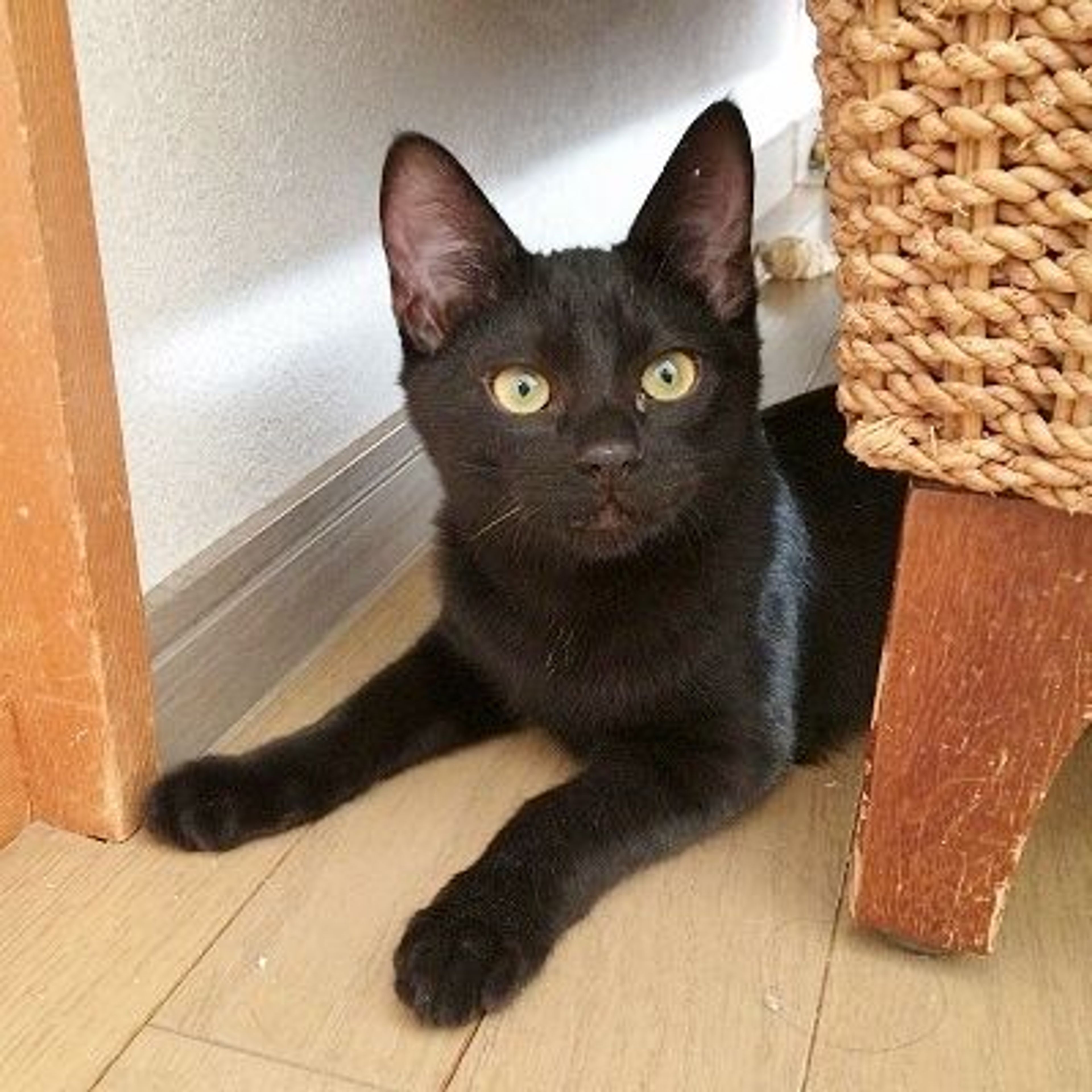 雑種（ミックス猫）・オスの里親募集の写真