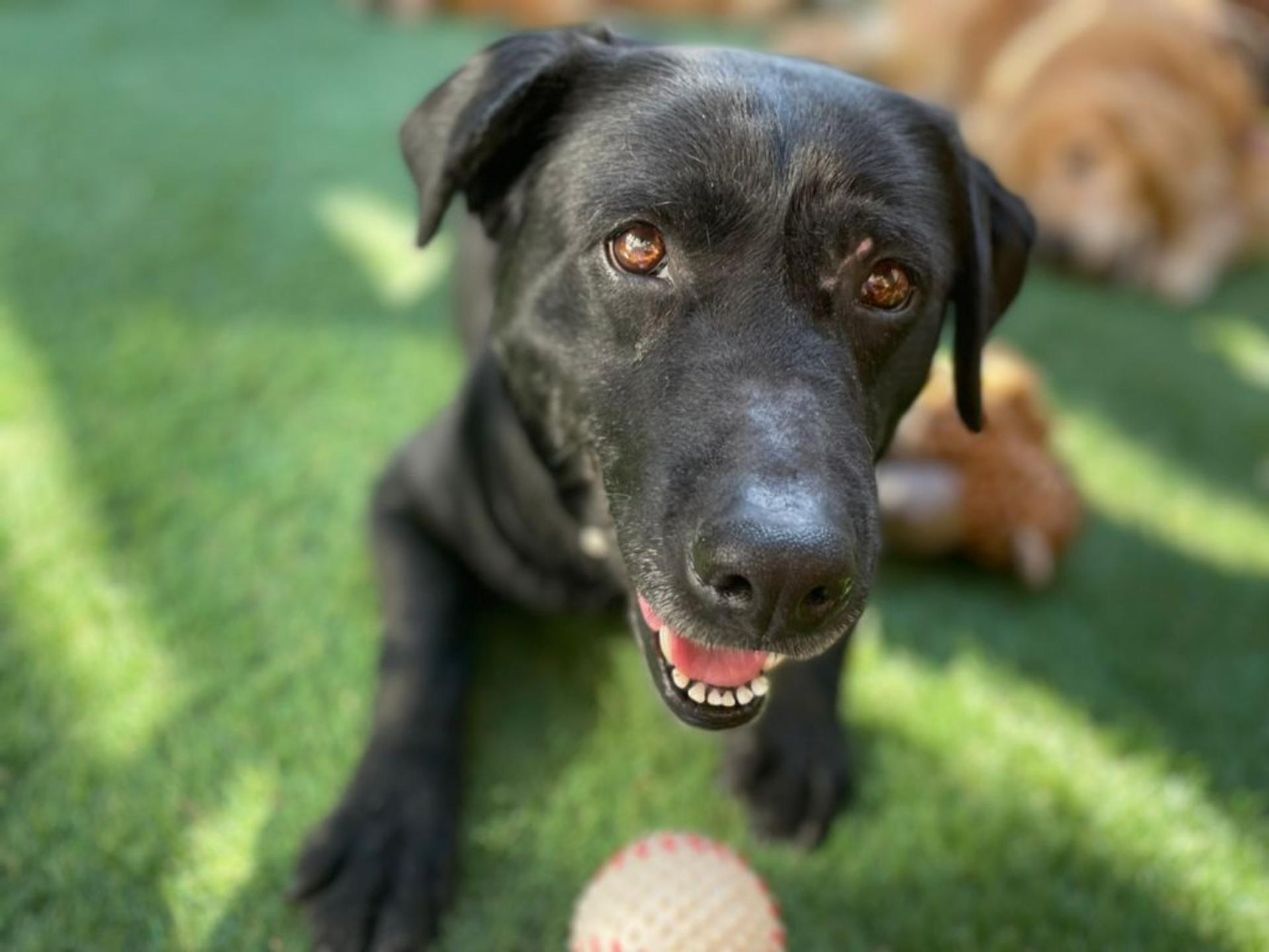 pet-image-5