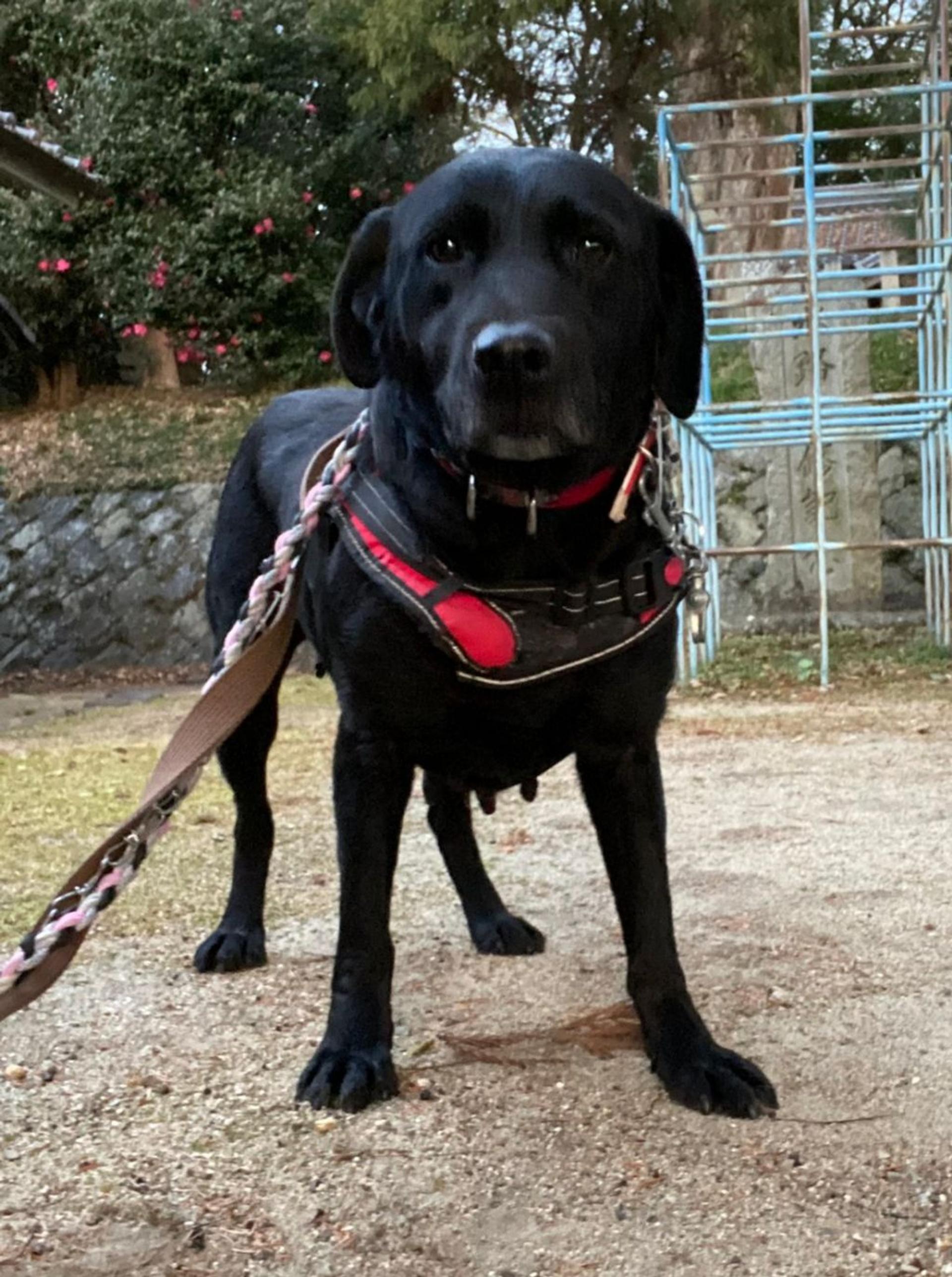 pet-image-6