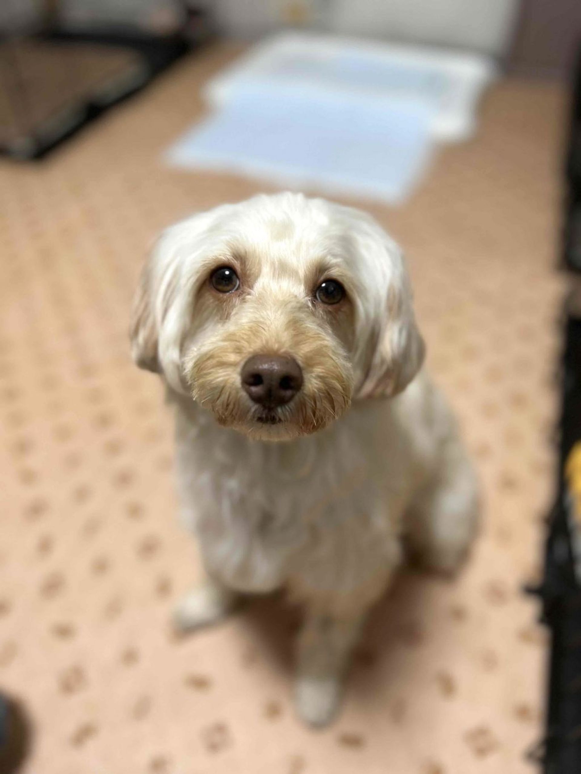 雑種（ミックス犬）・メスの里親募集の写真