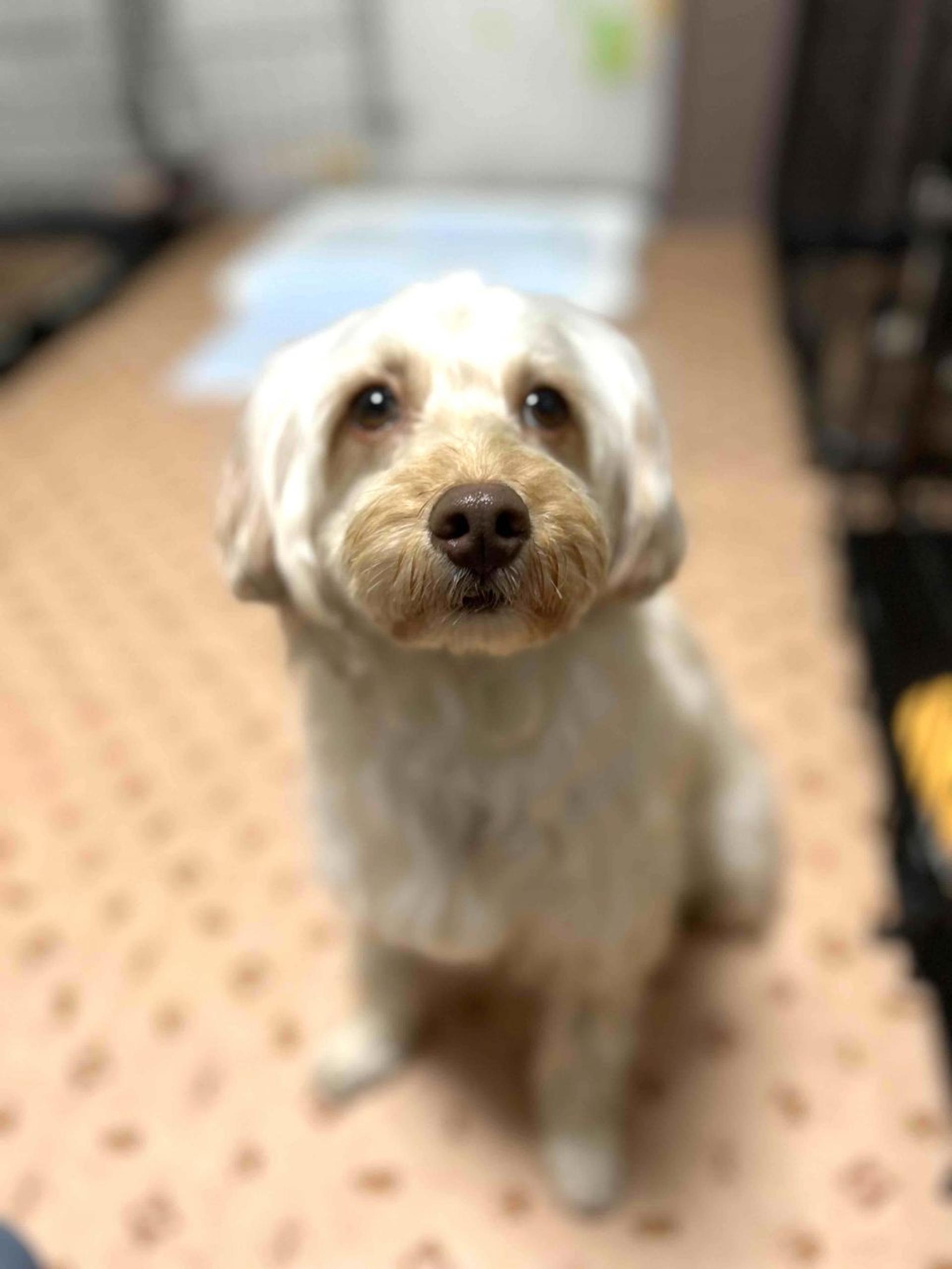 pet-image-3