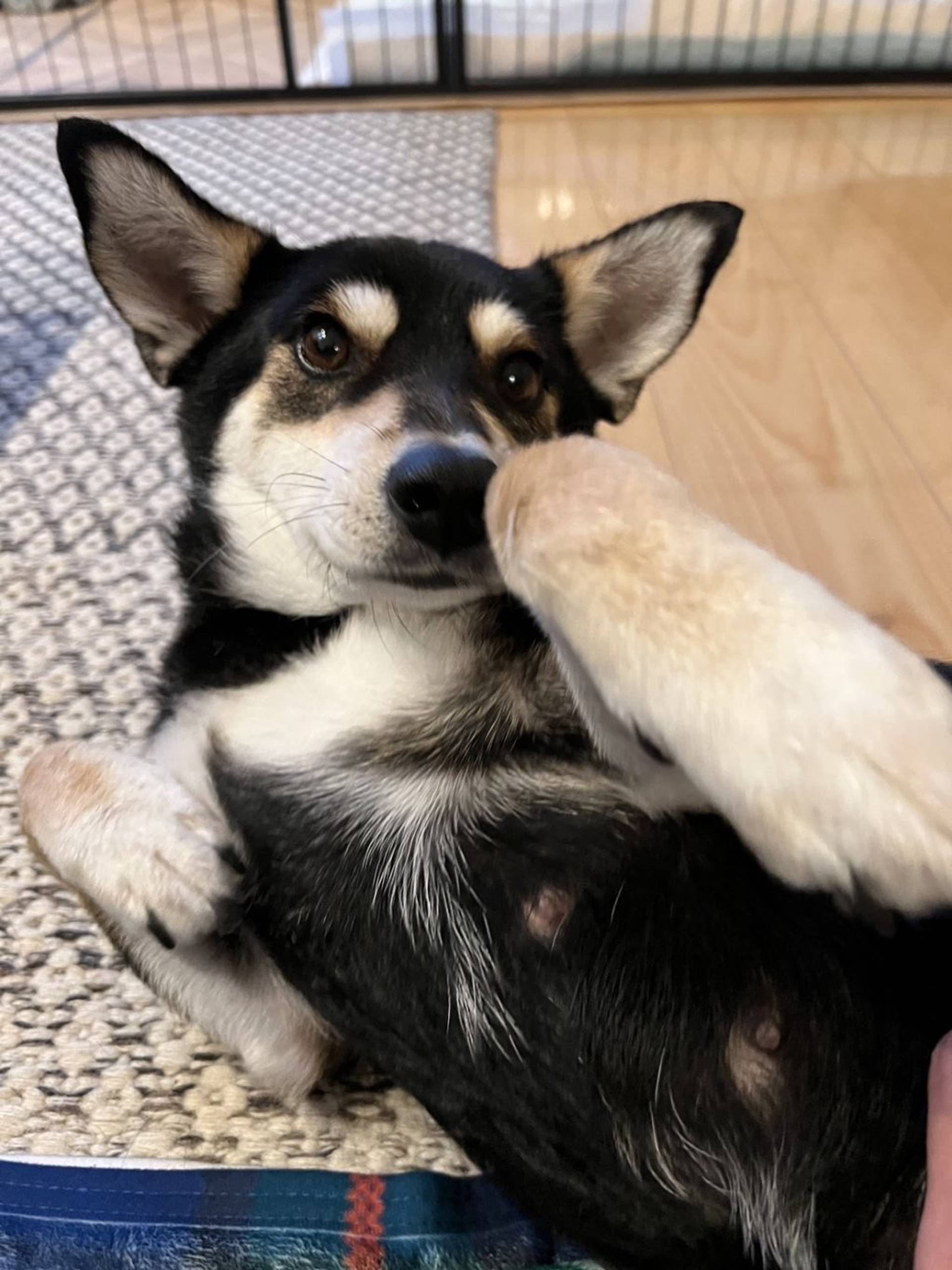 雑種（ミックス犬）・メスの里親募集の写真
