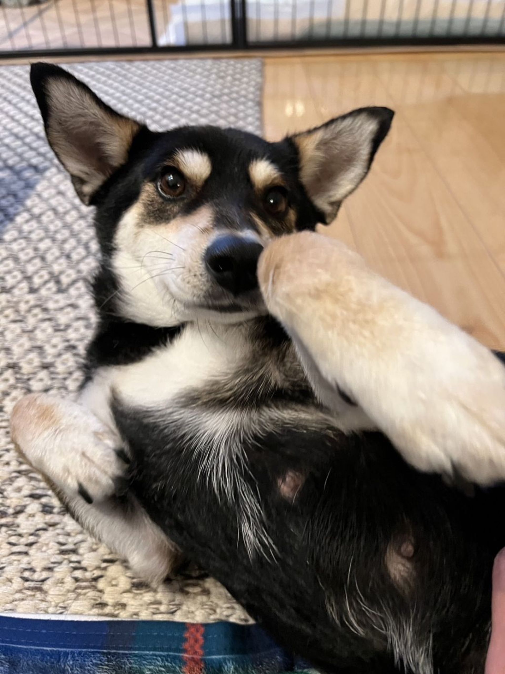 雑種（ミックス犬）・メスの里親募集の写真