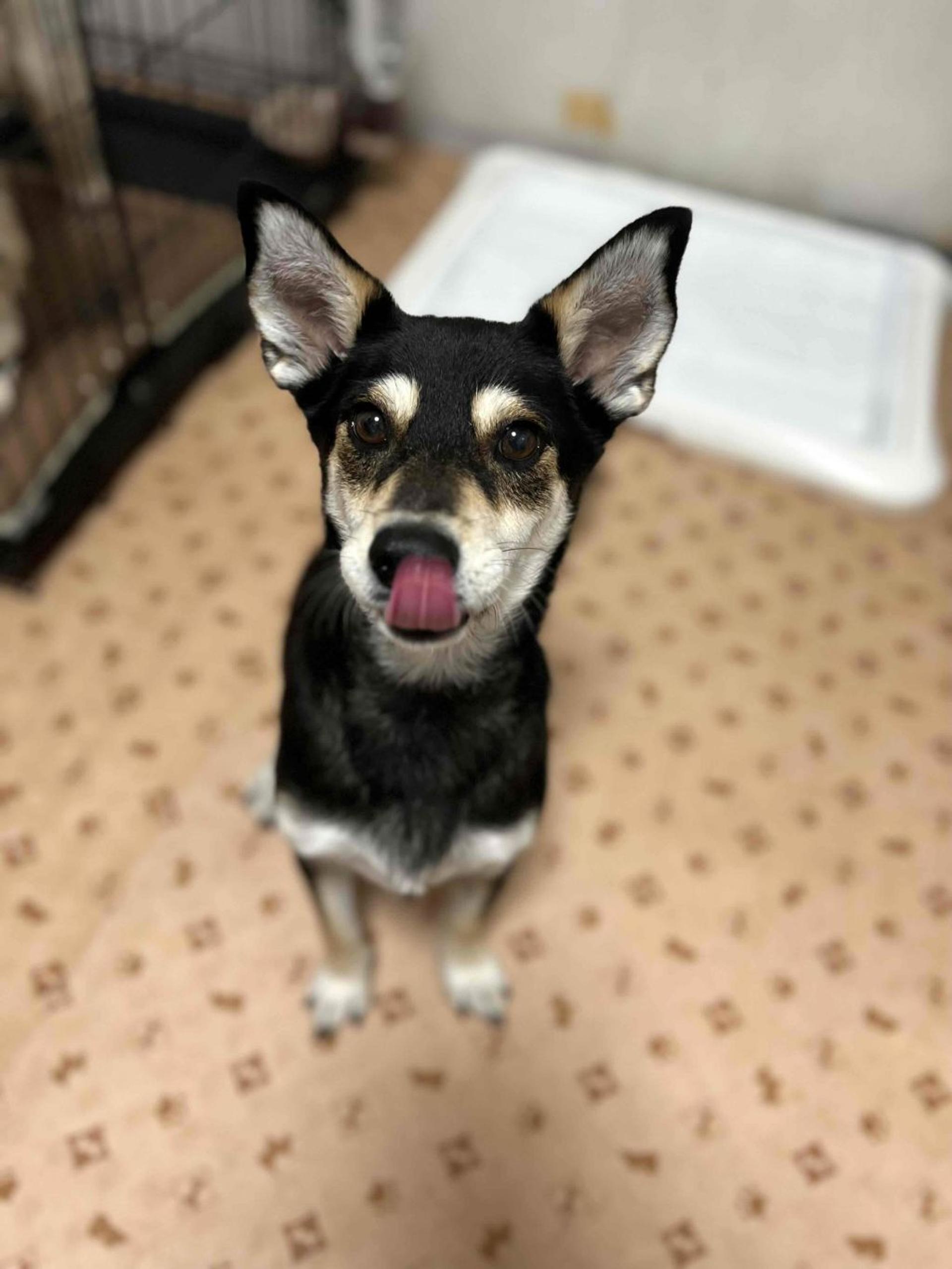 pet-image-4