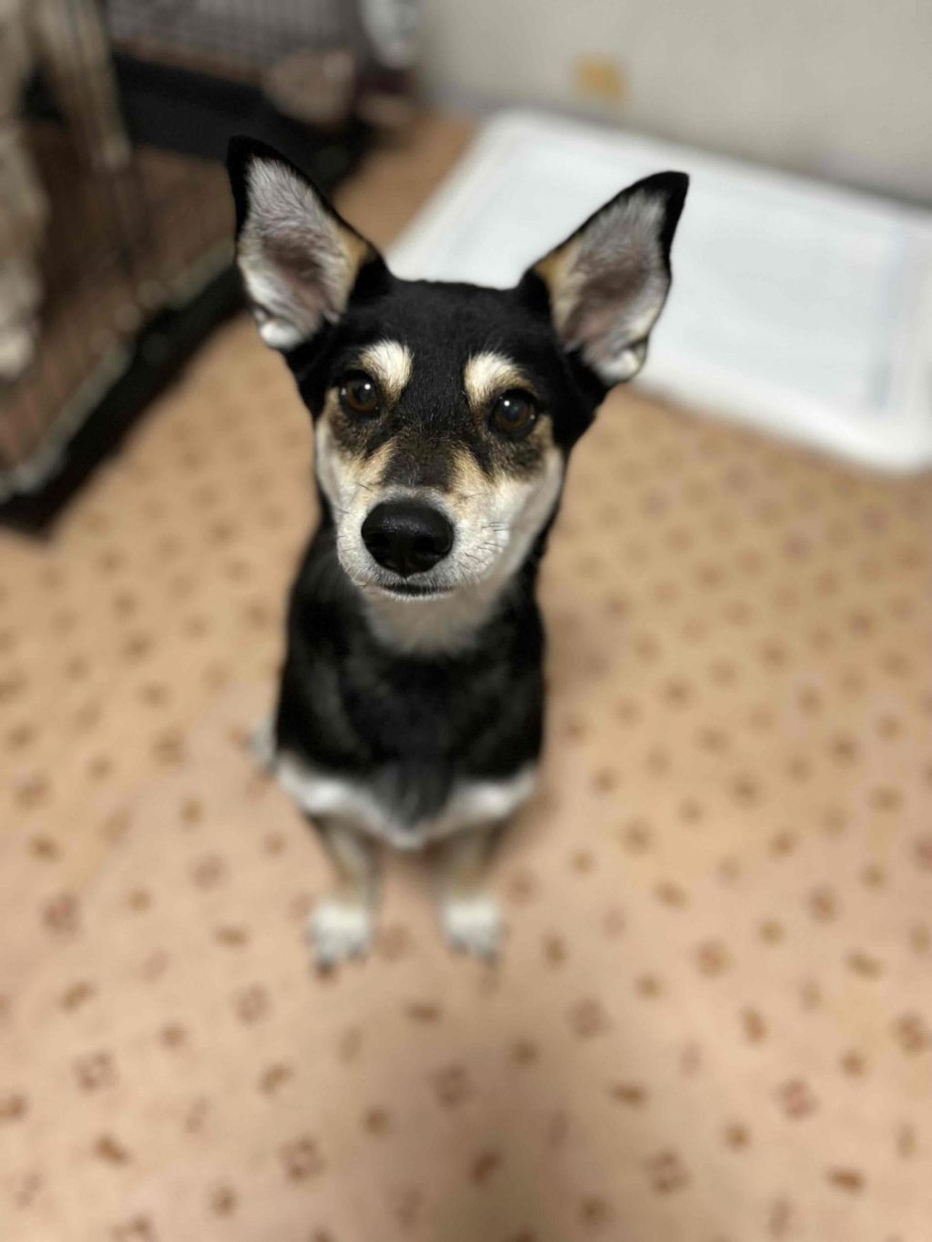 pet-image-5