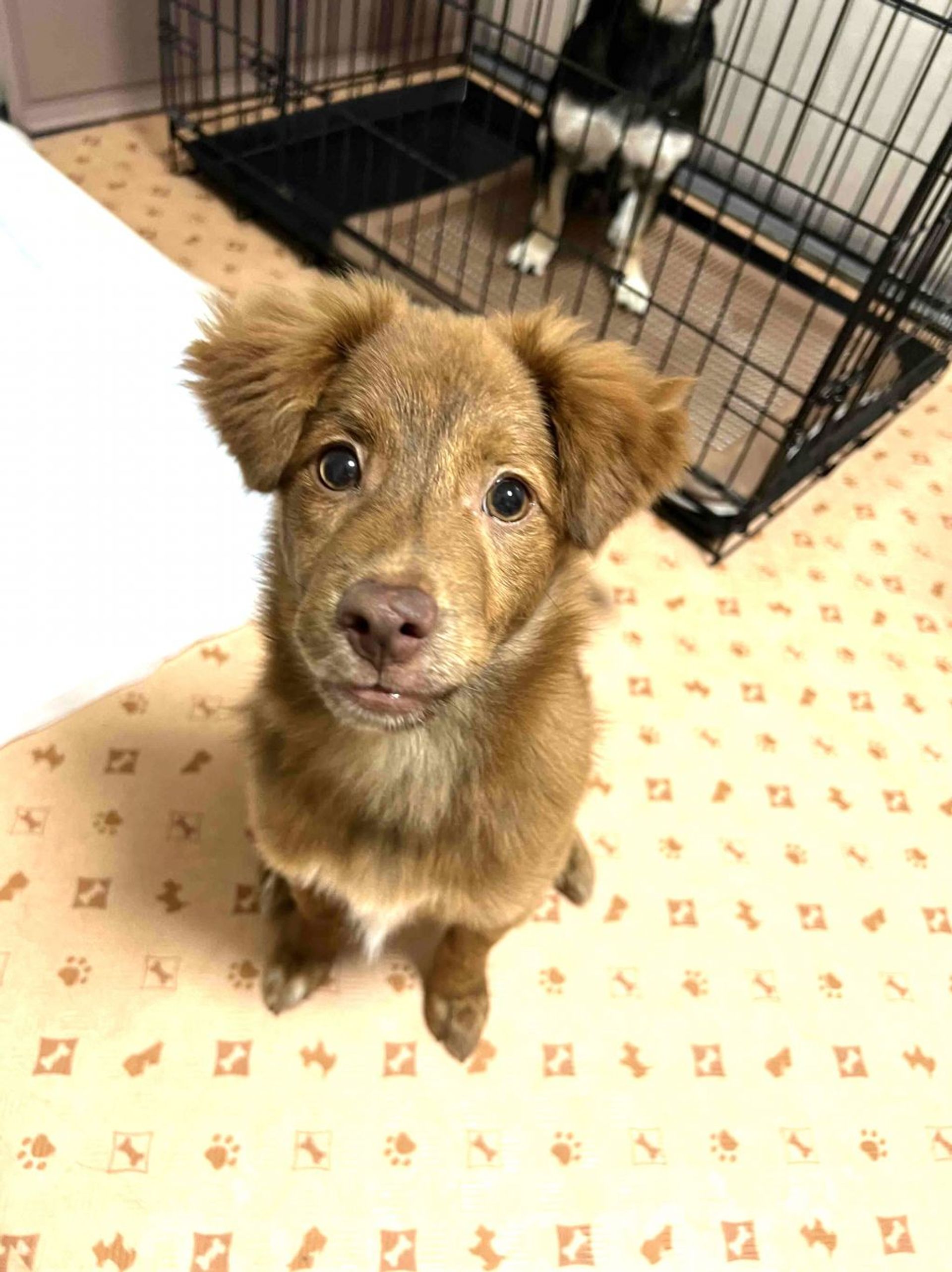 雑種（ミックス犬）・メスの里親募集の写真