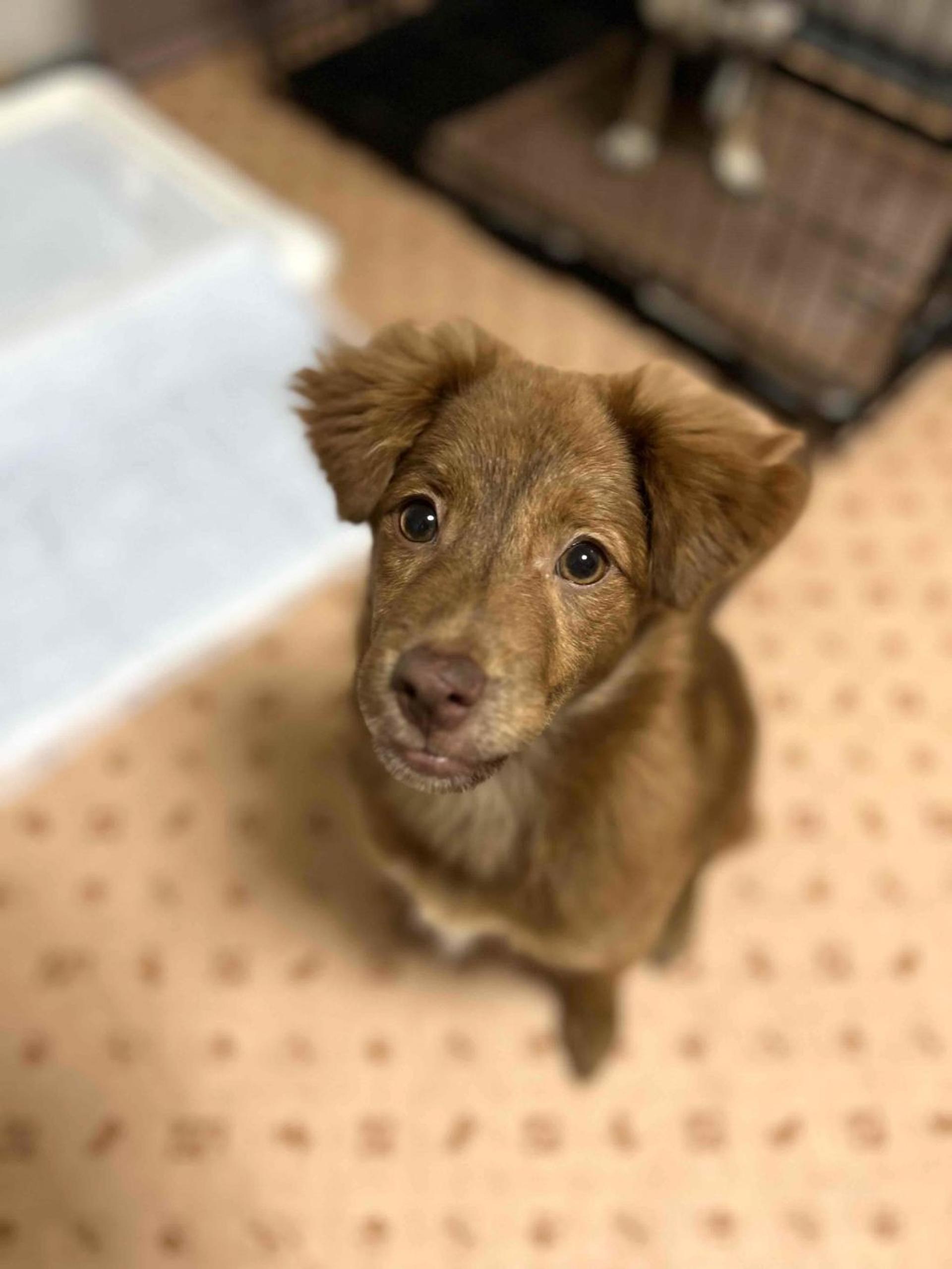 pet-image-2