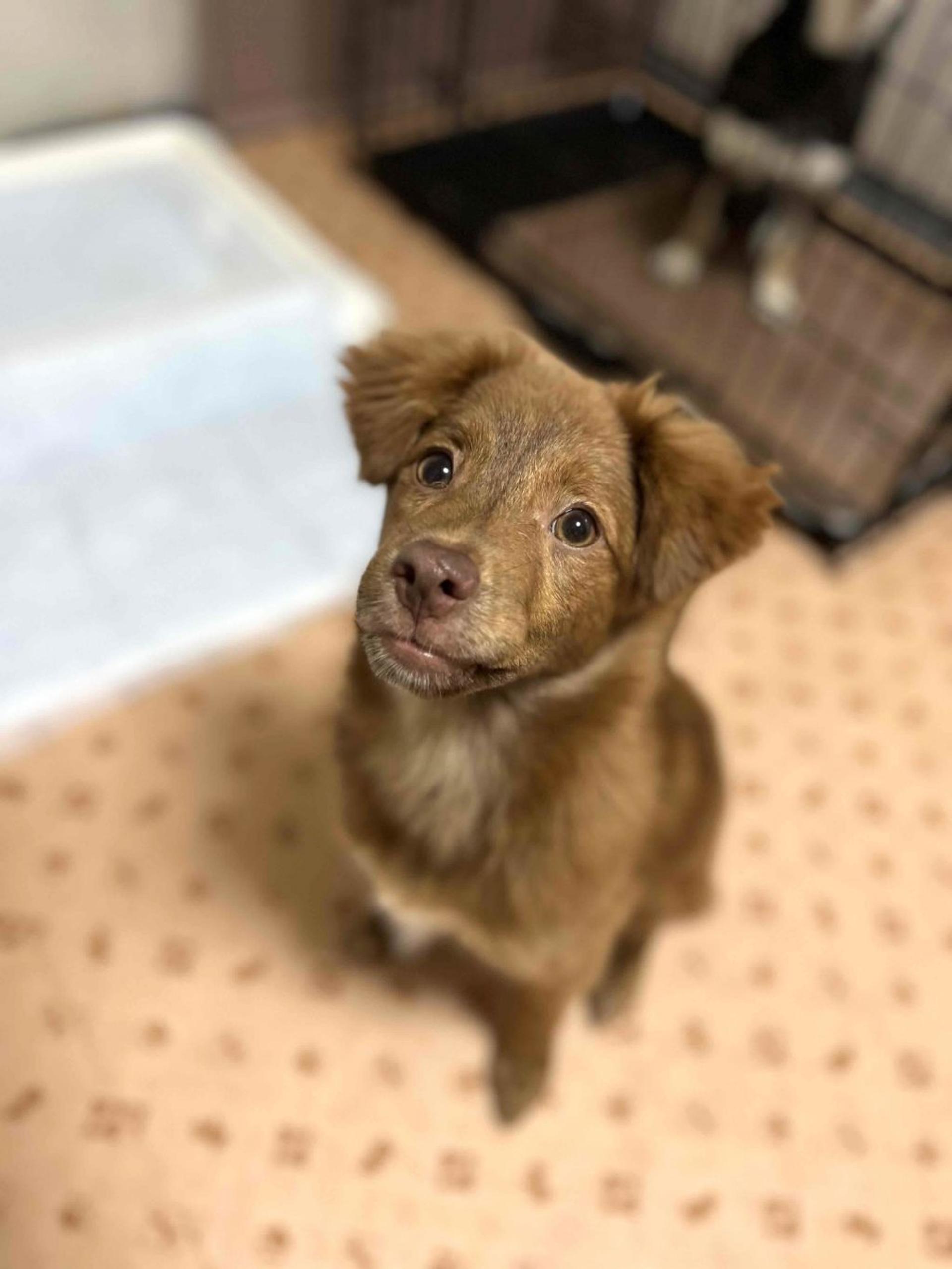 pet-image-3
