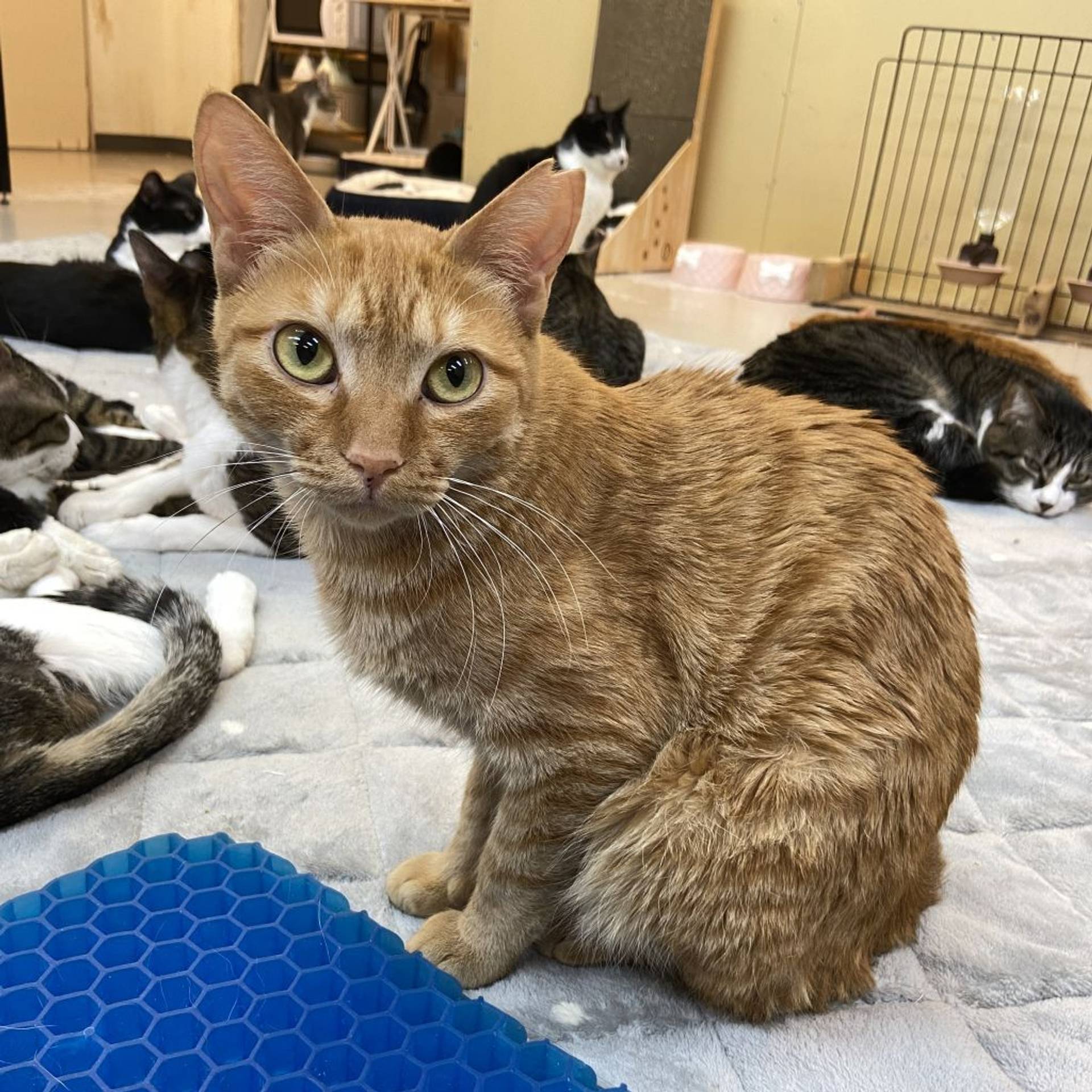 雑種（ミックス猫）・メスの里親募集の写真