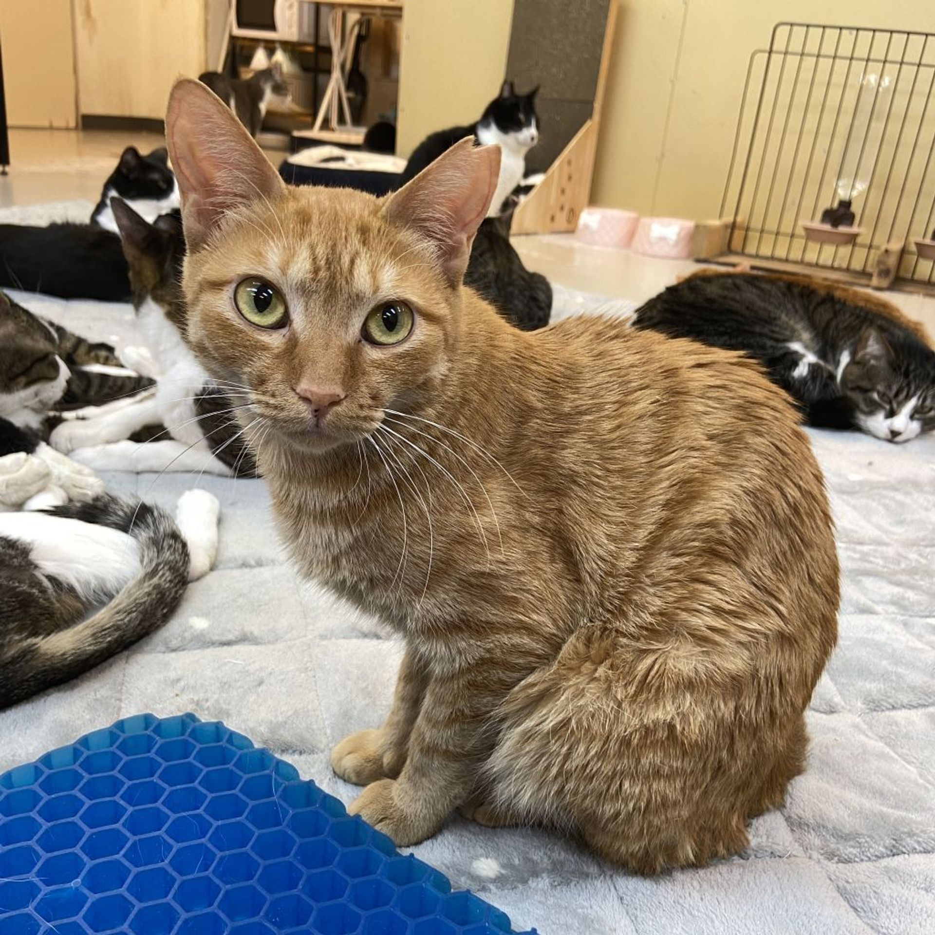 雑種（ミックス猫）・メスの里親募集の写真