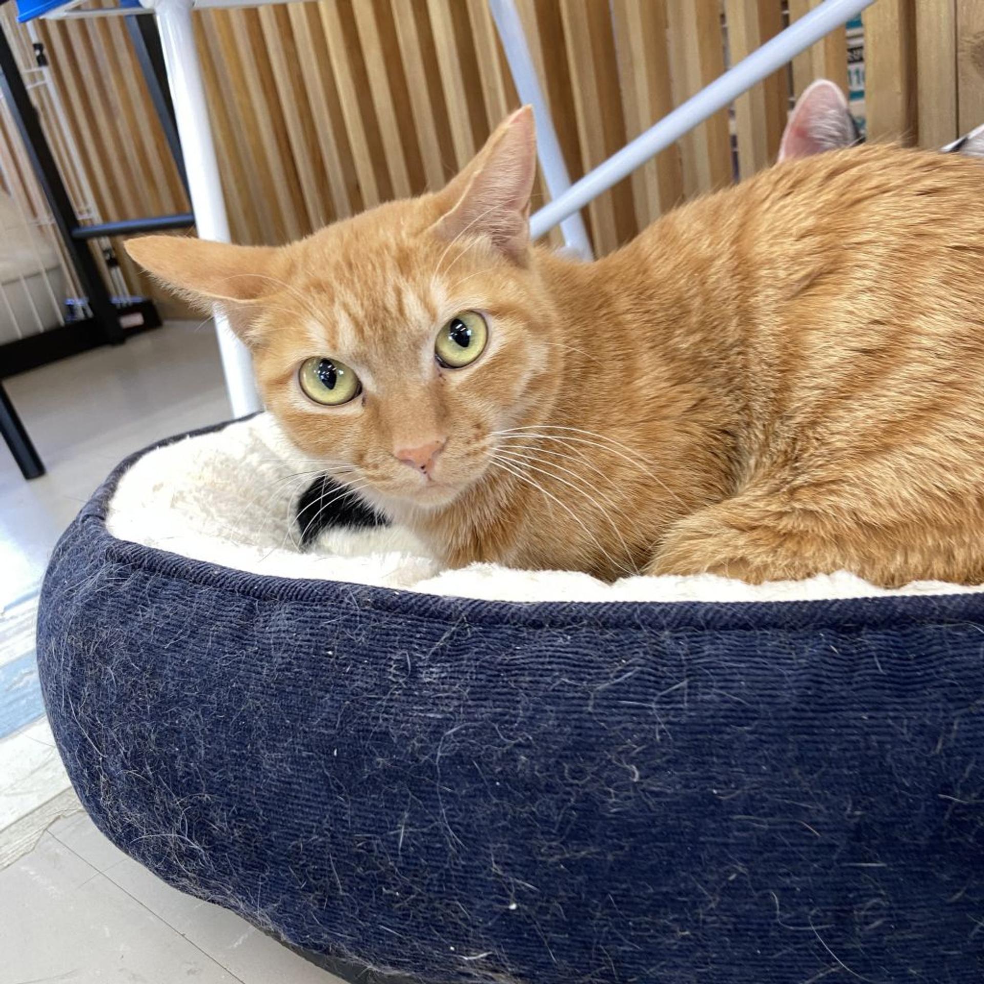 pet-image-5