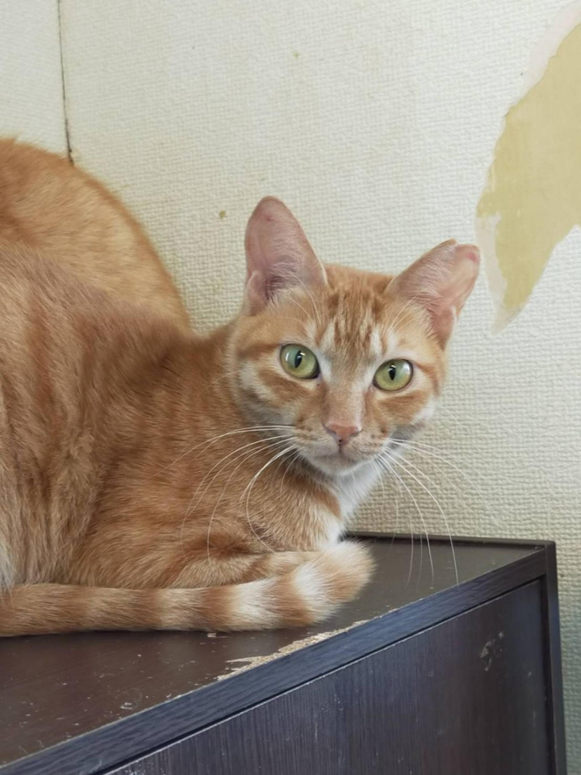 pet-image-2