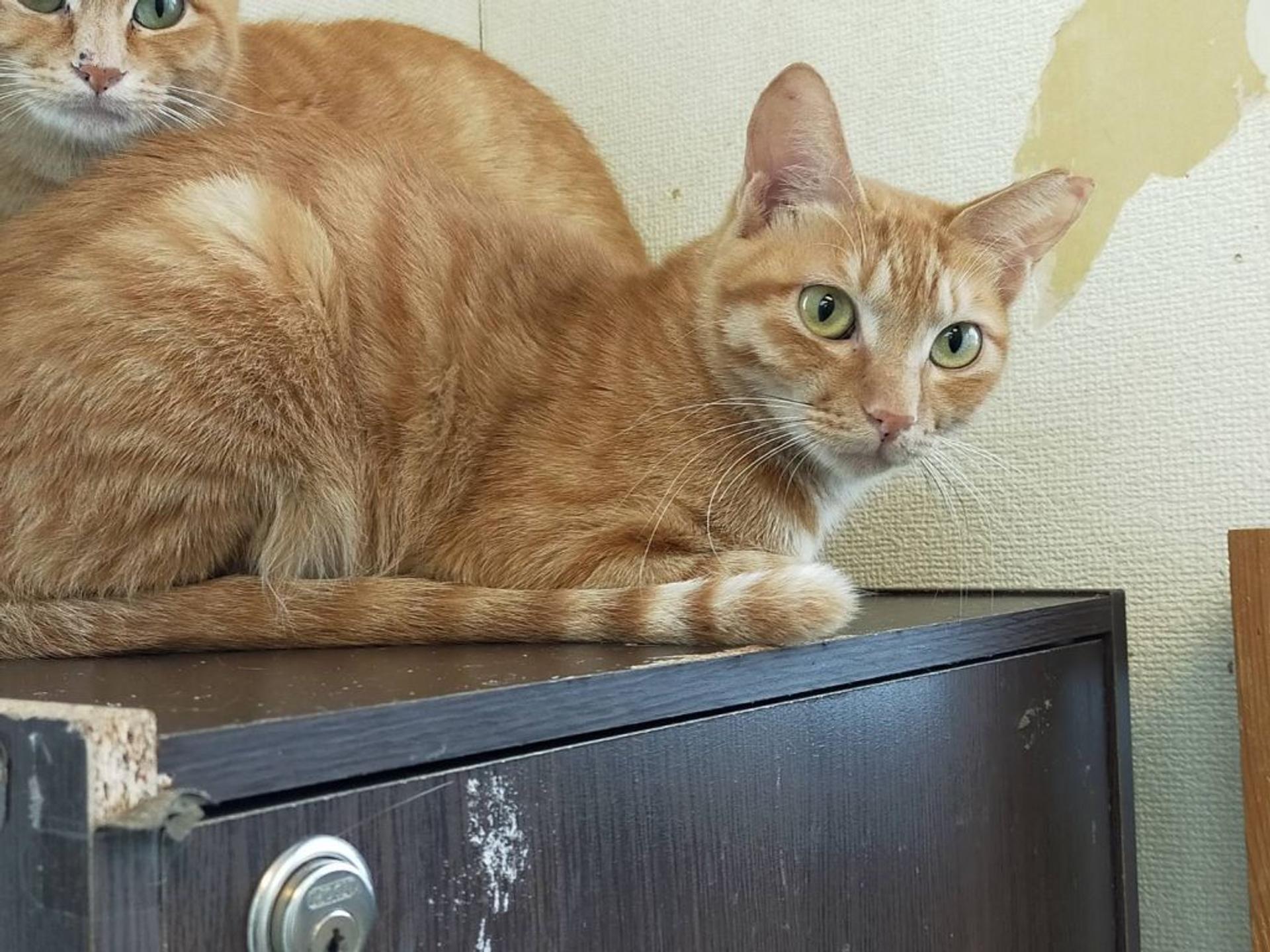 pet-image-6