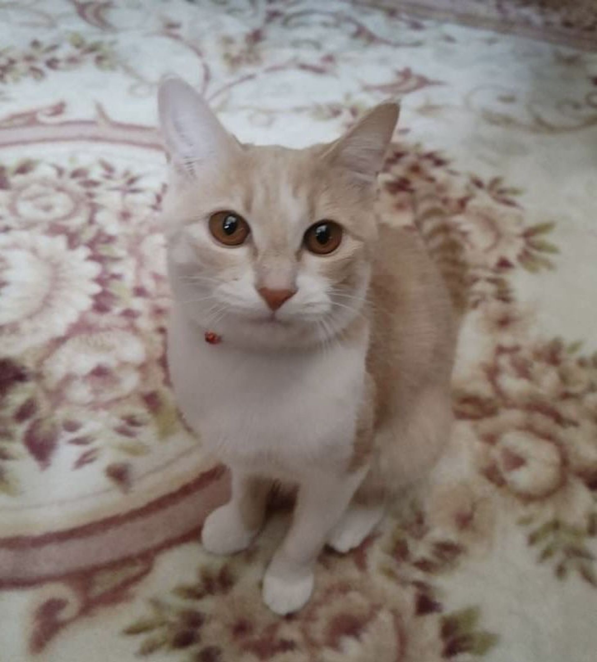 雑種（ミックス猫）・メスの里親募集の写真