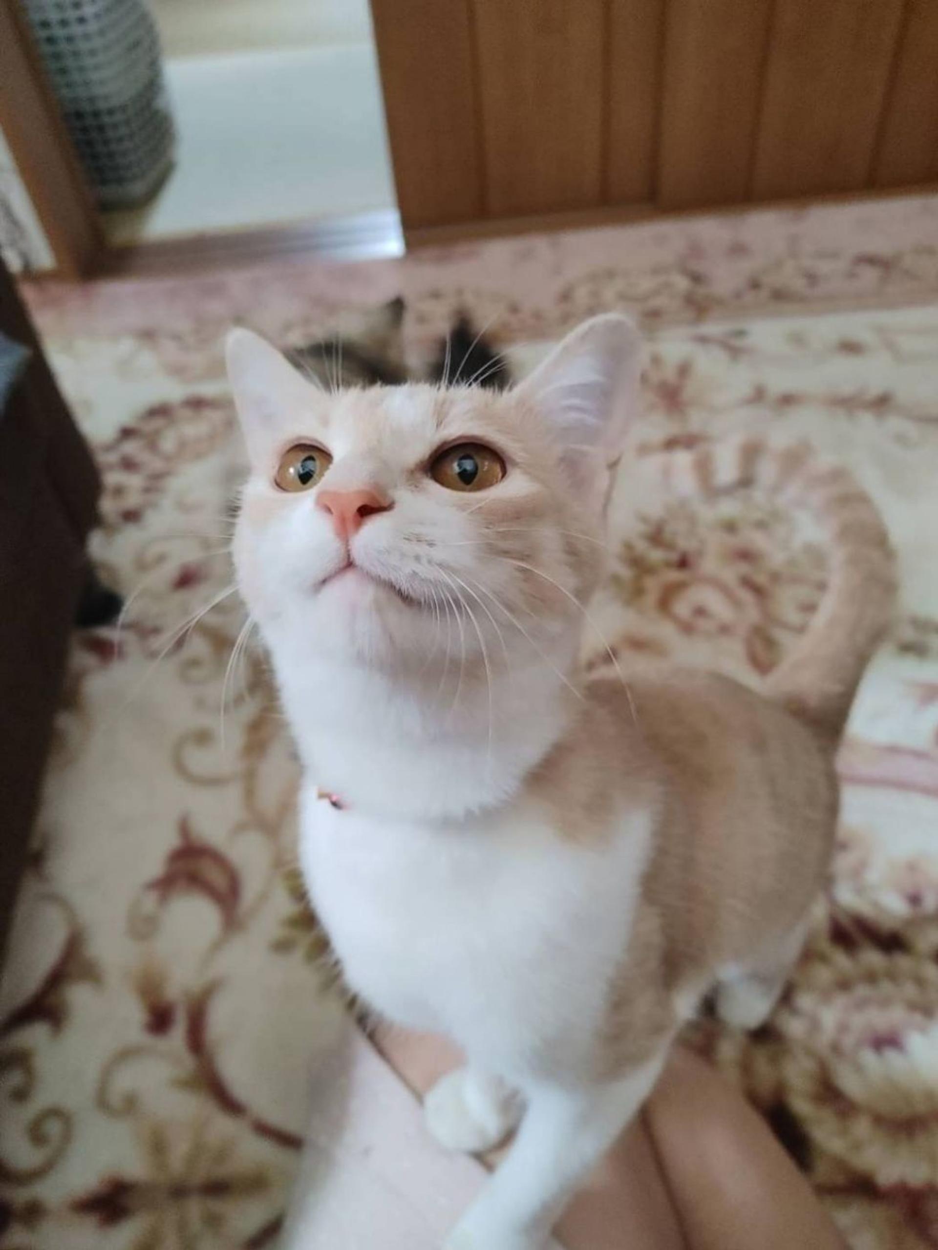pet-image-4