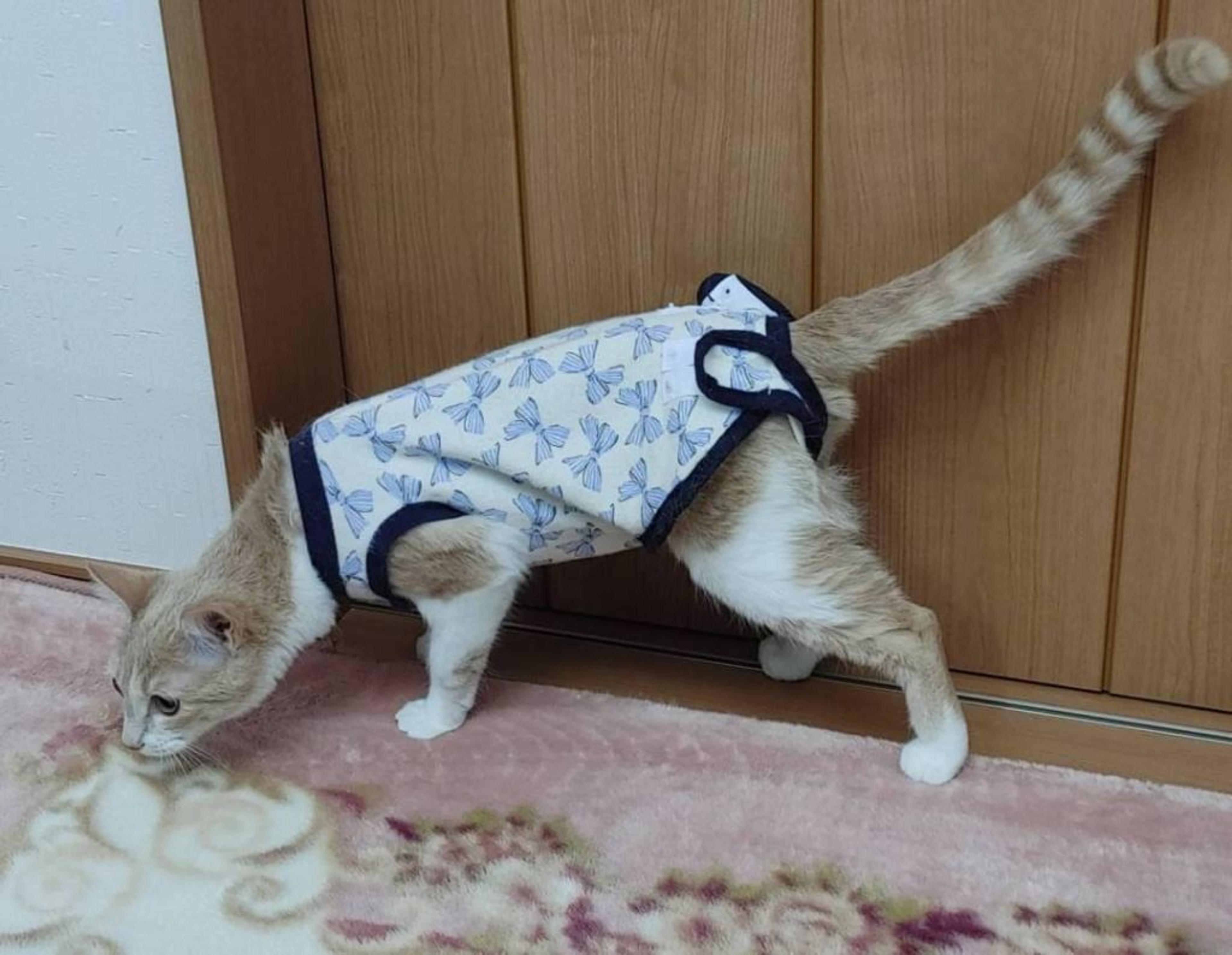pet-image-7
