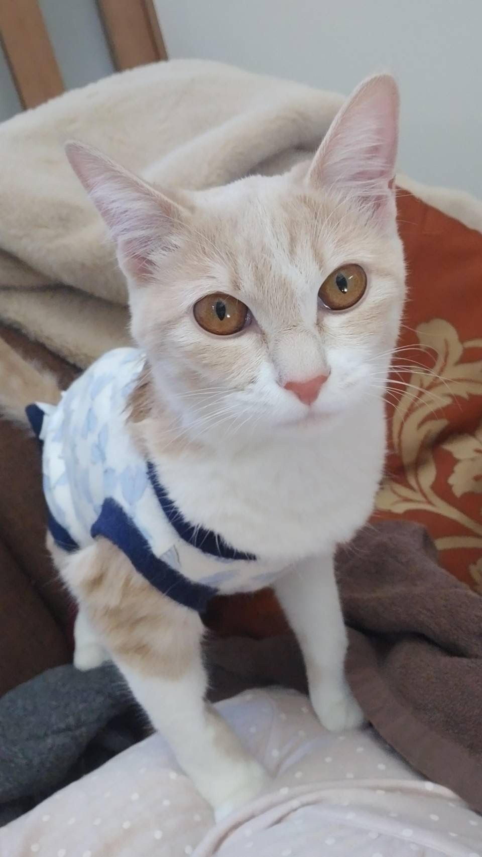 pet-image-8