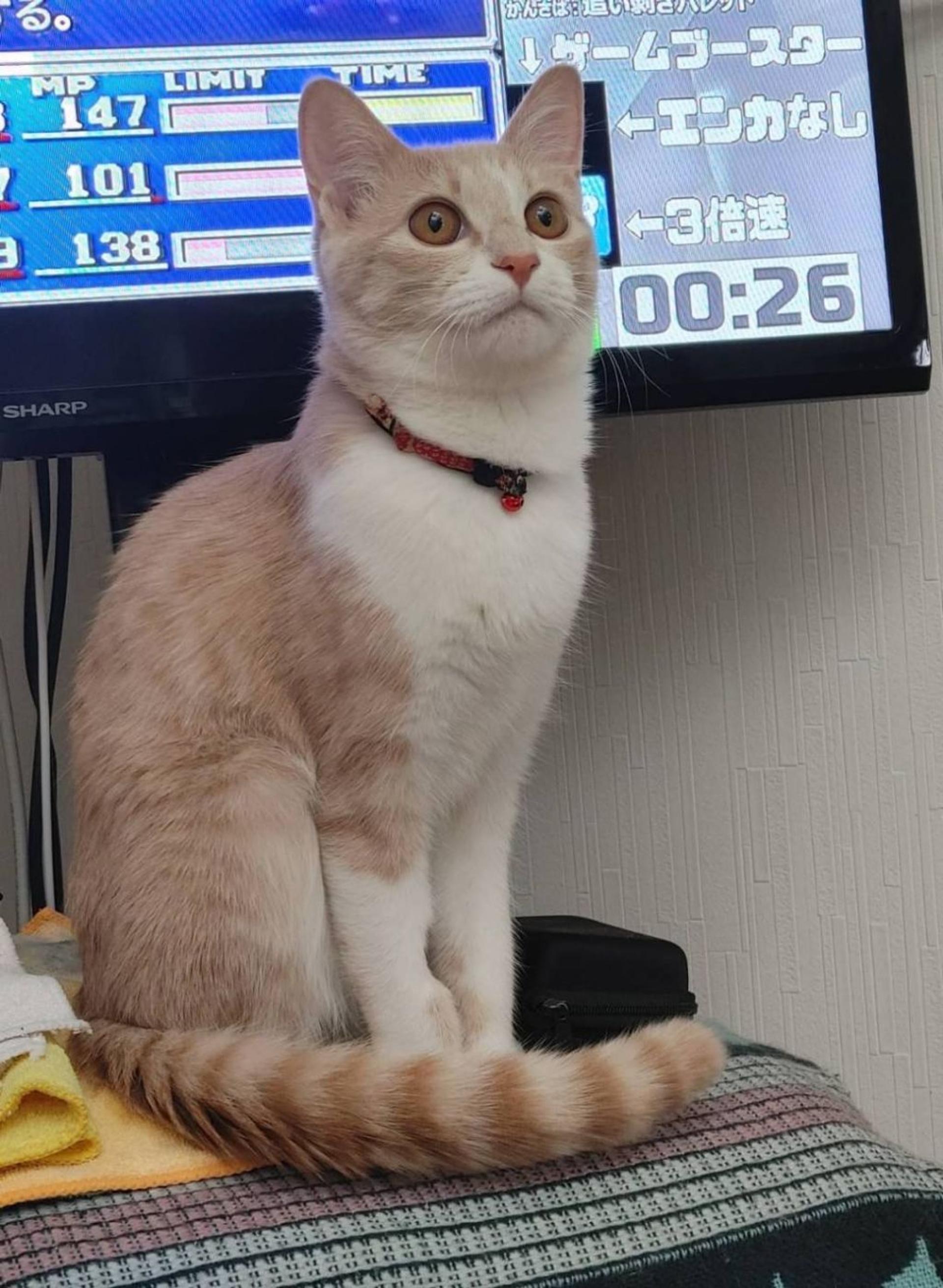 pet-image-10