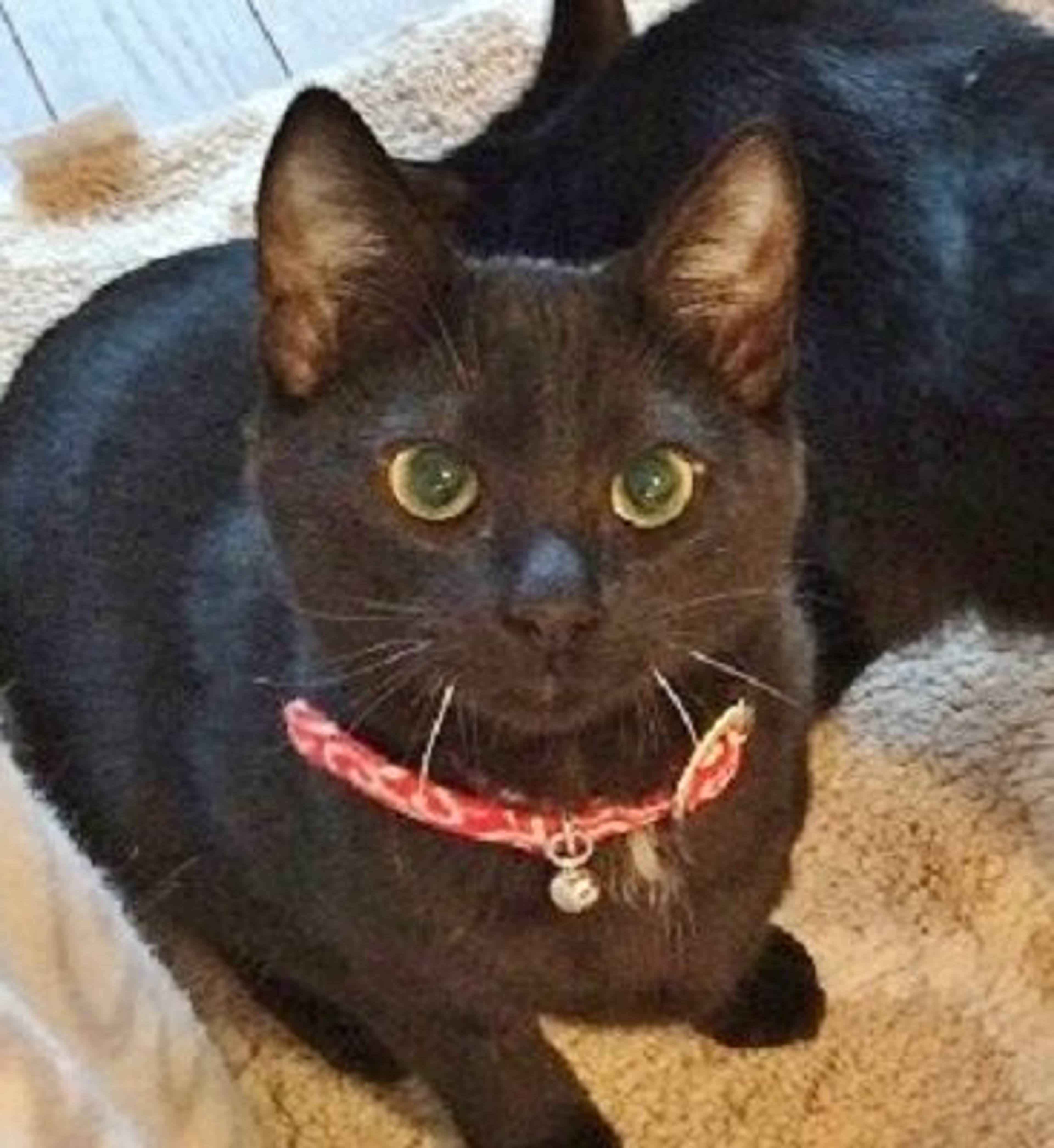 雑種（ミックス猫）・オスの里親募集の写真