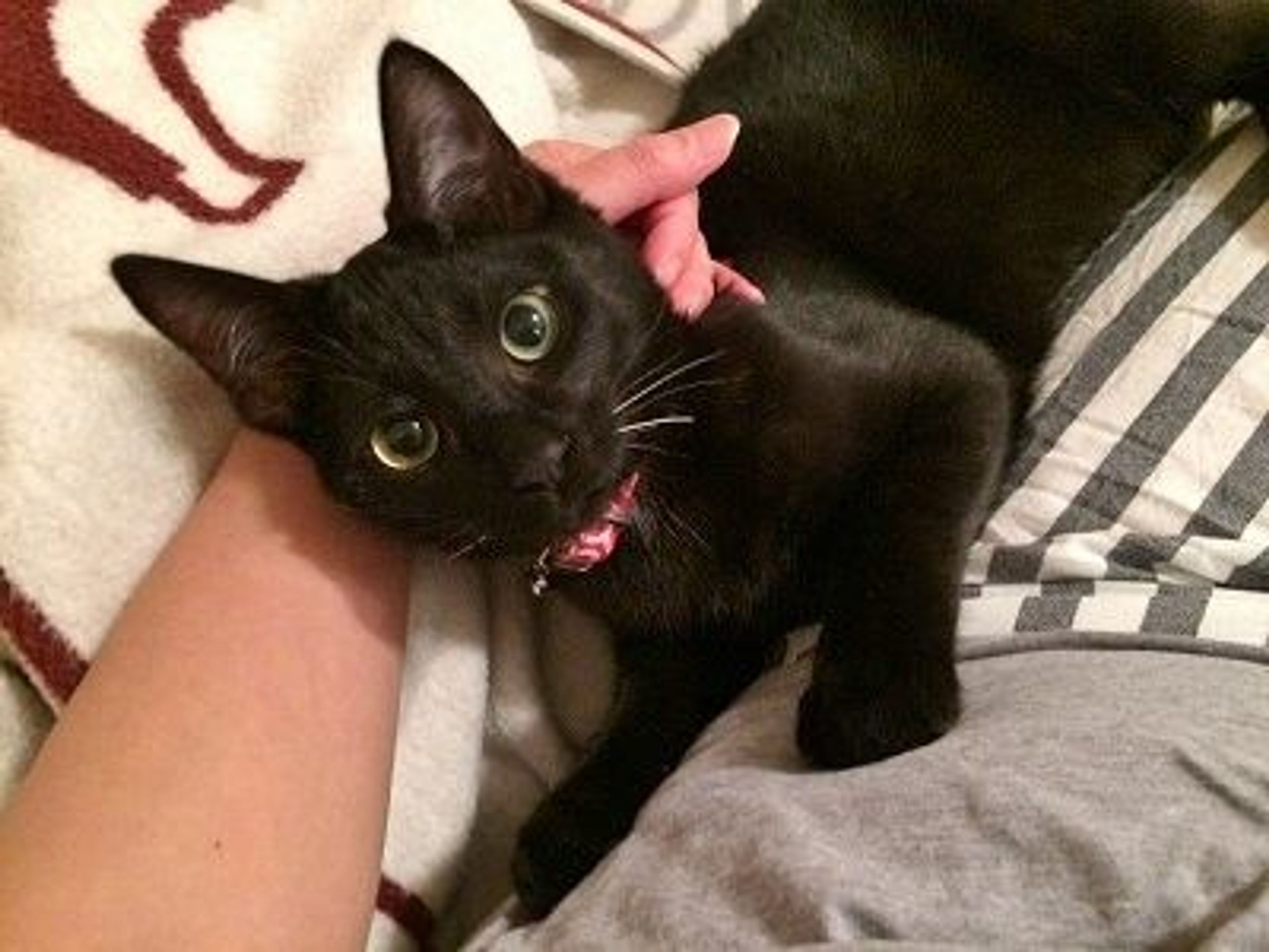 pet-image-2