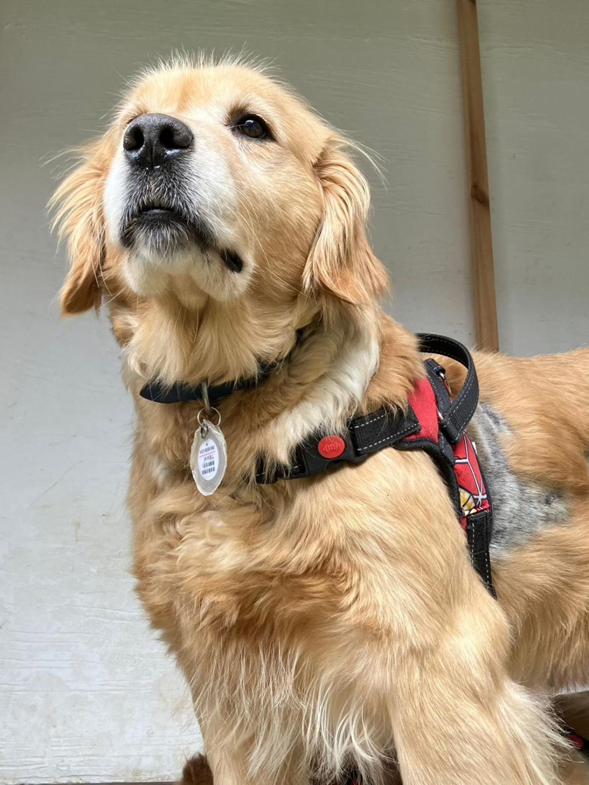 pet-image-5