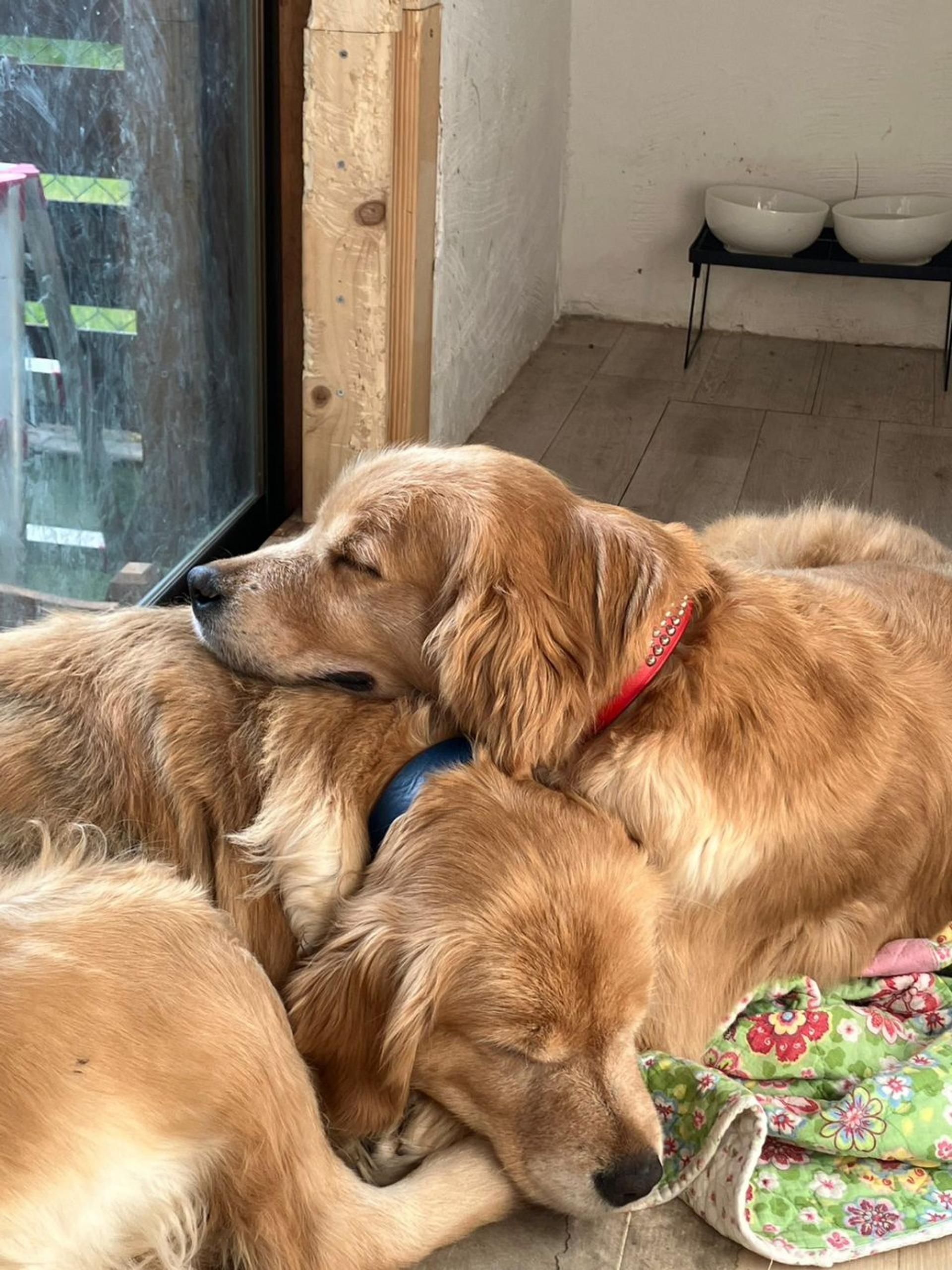 pet-image-8