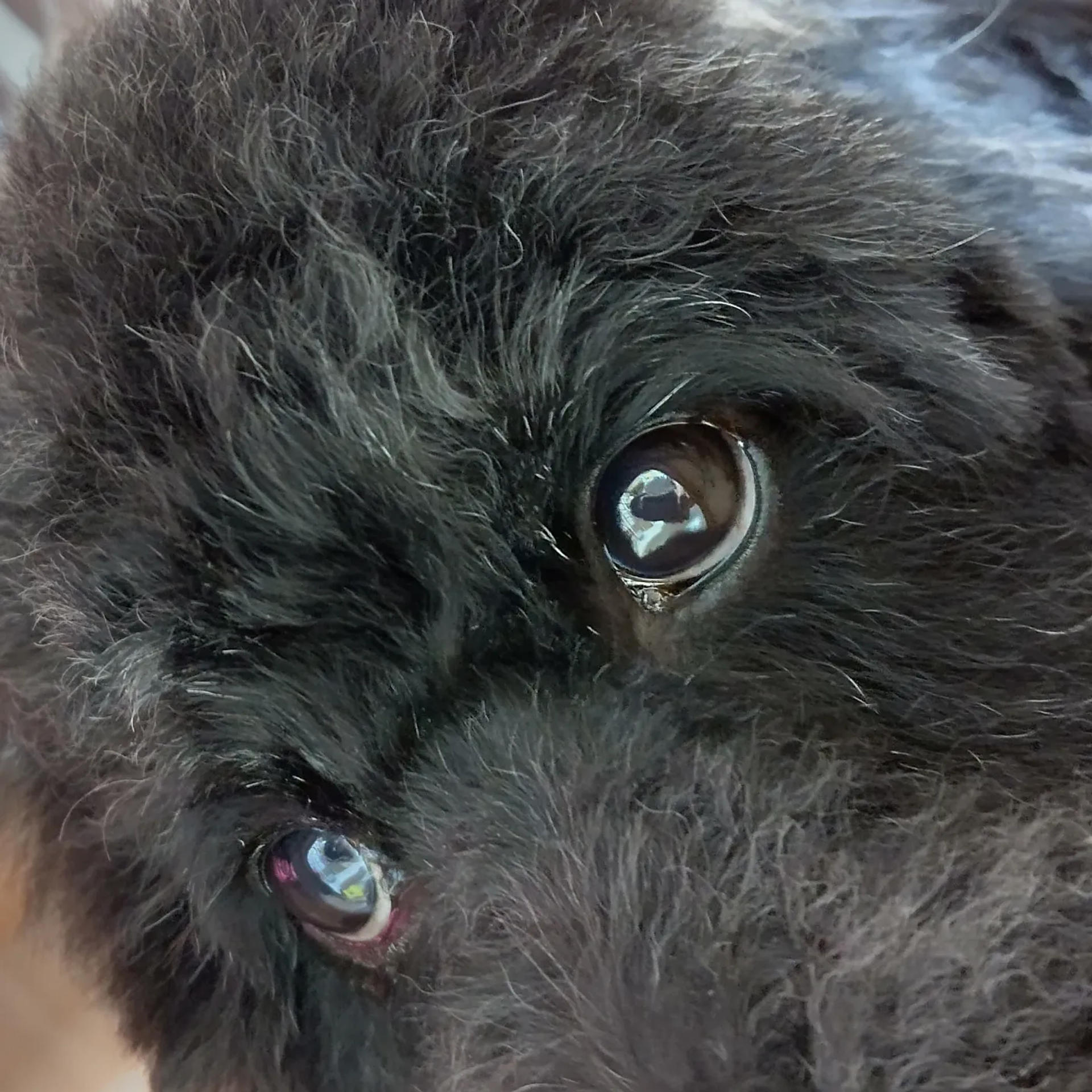 pet-image-3