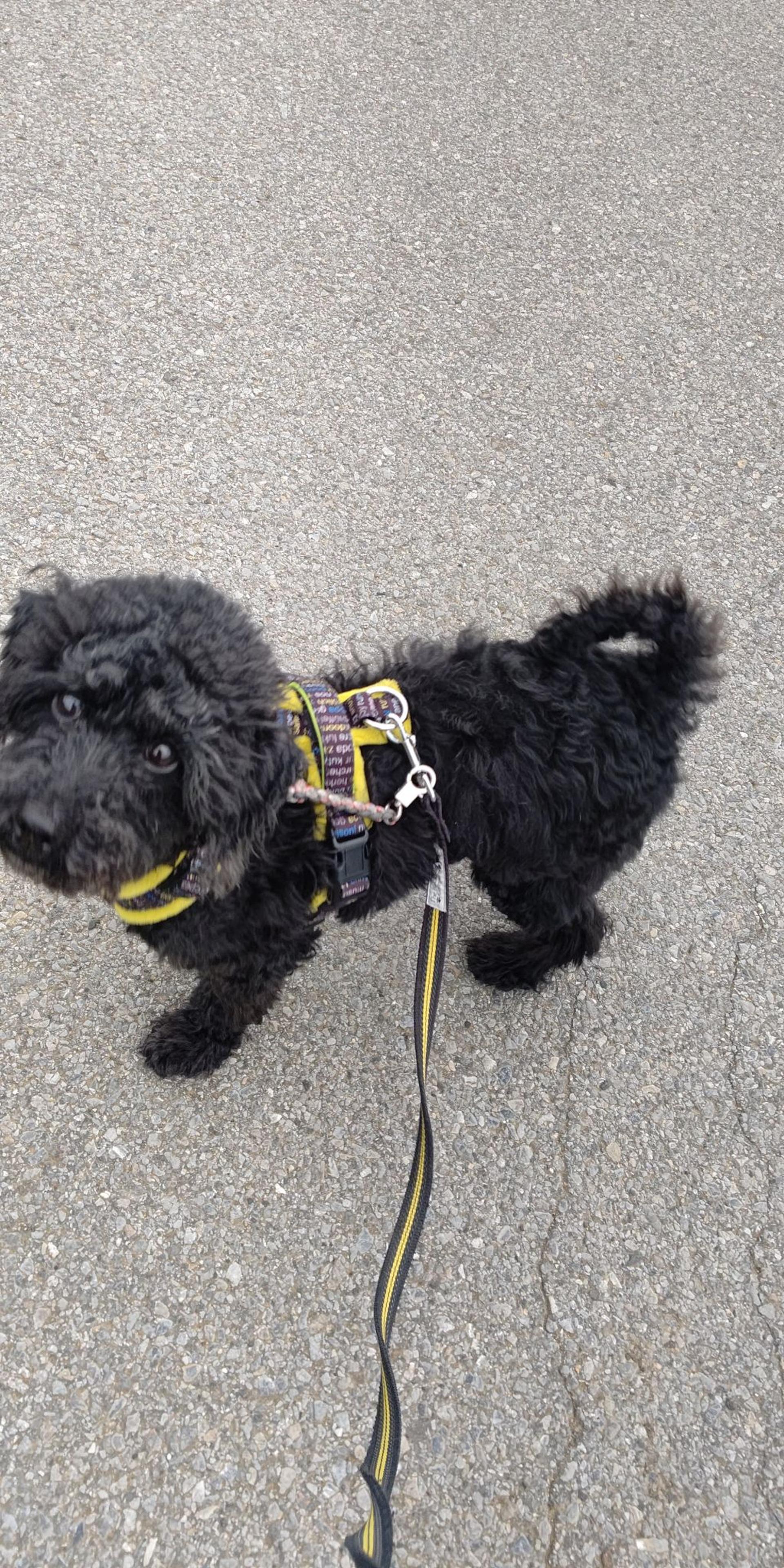 pet-image-5