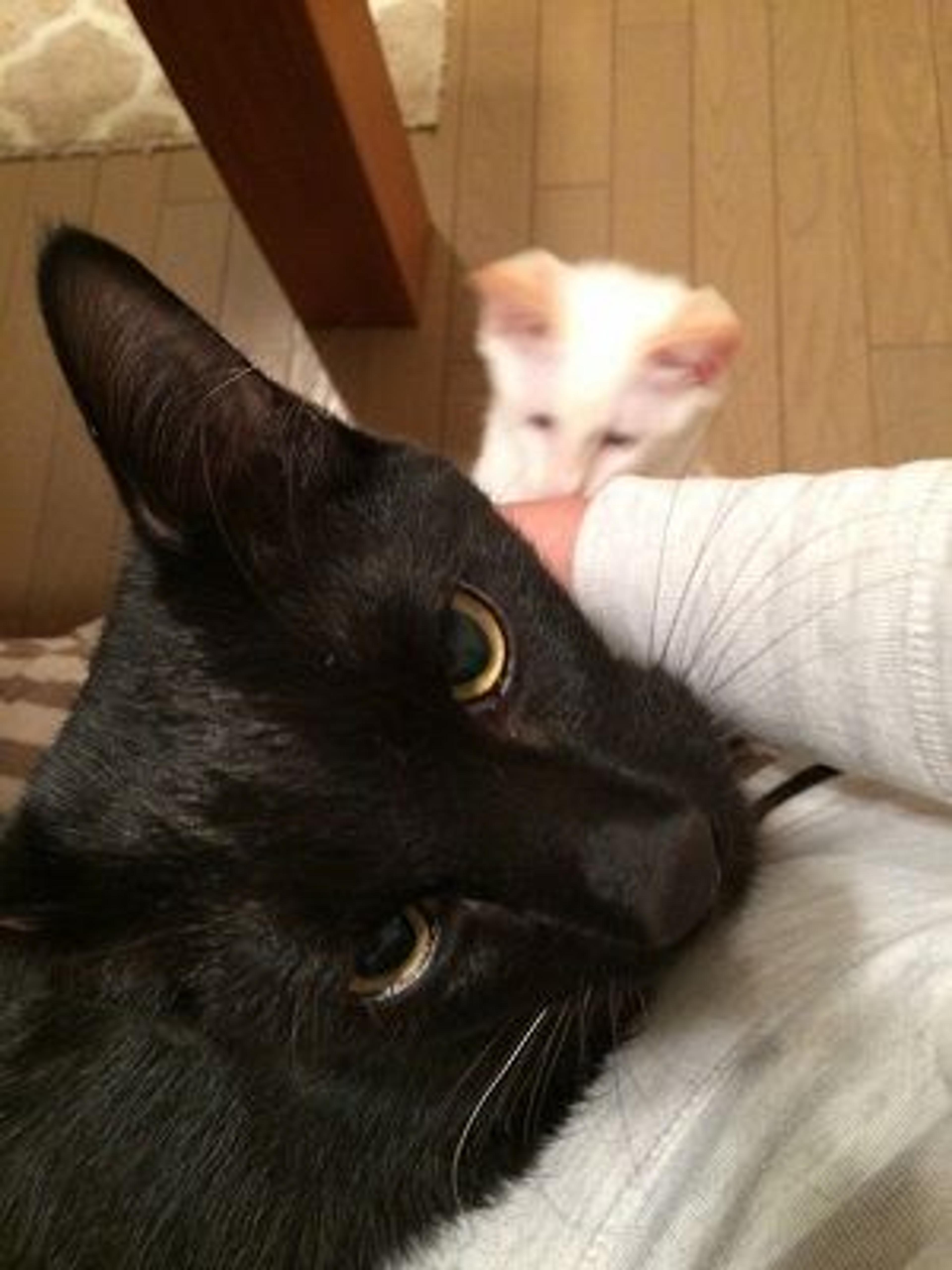 pet-image-2