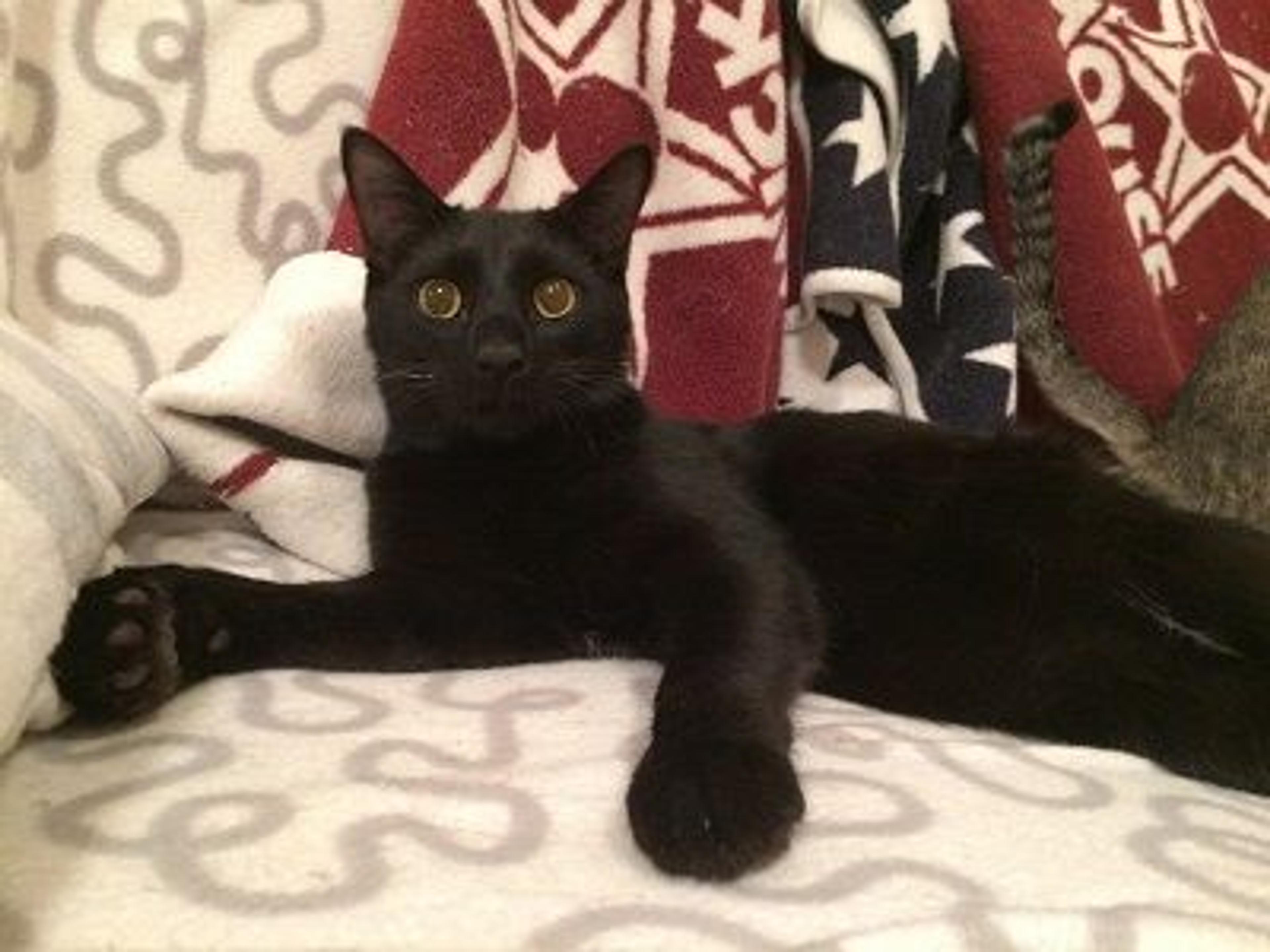 pet-image-3