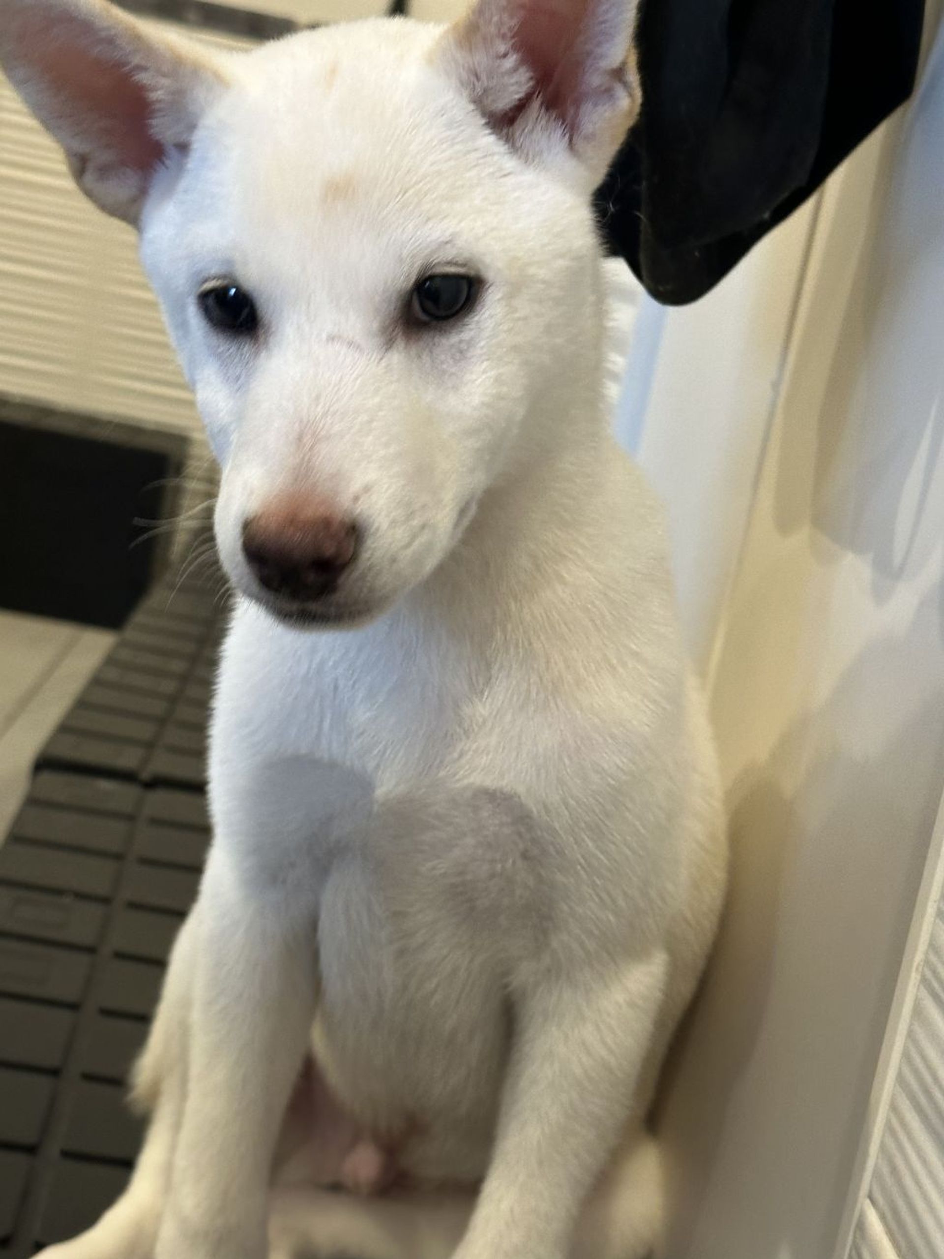 雑種（ミックス犬）・オスの里親募集の写真