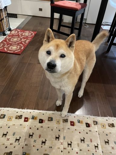 誰からも愛される柴犬こうた