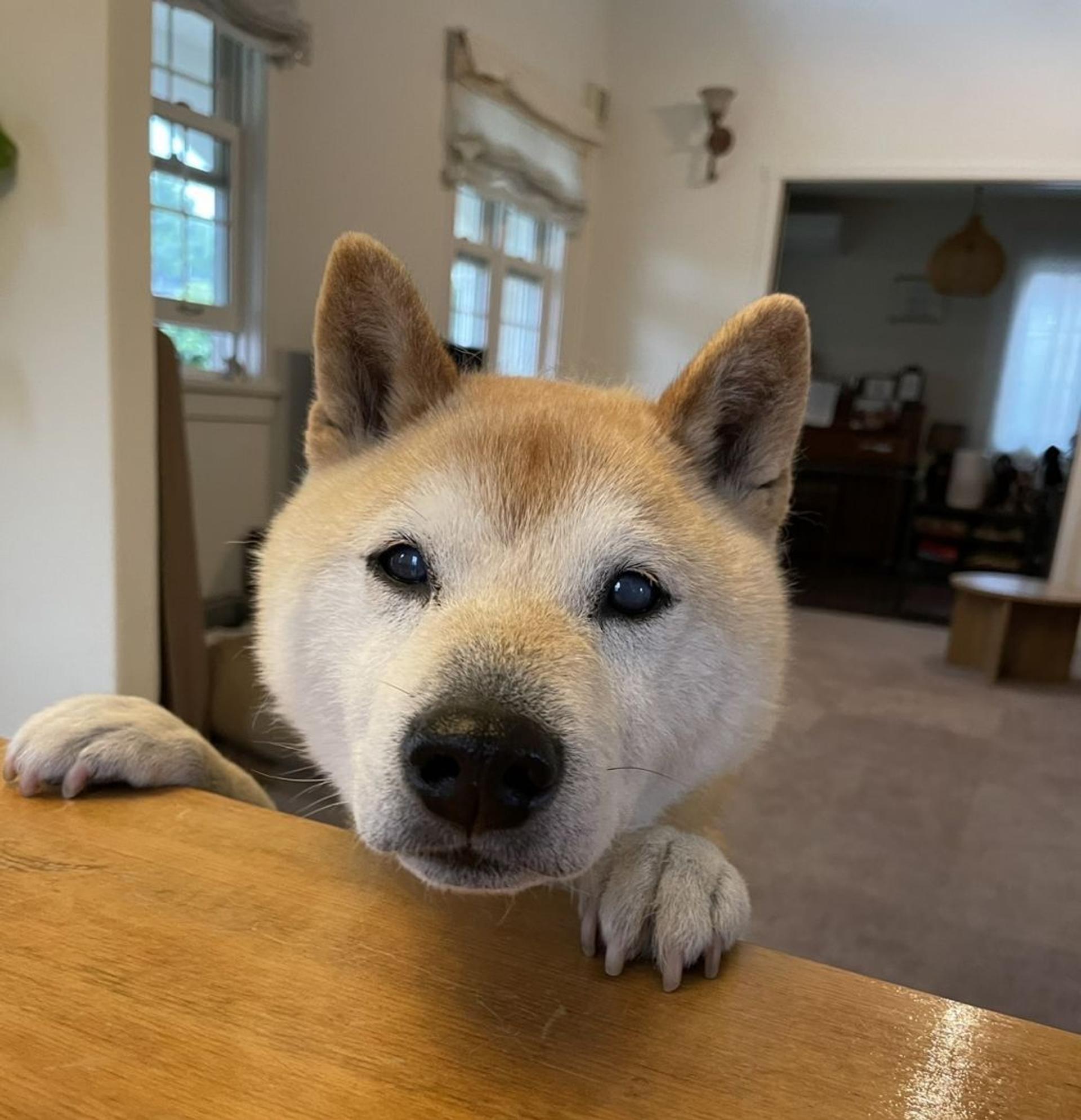 pet-image-7